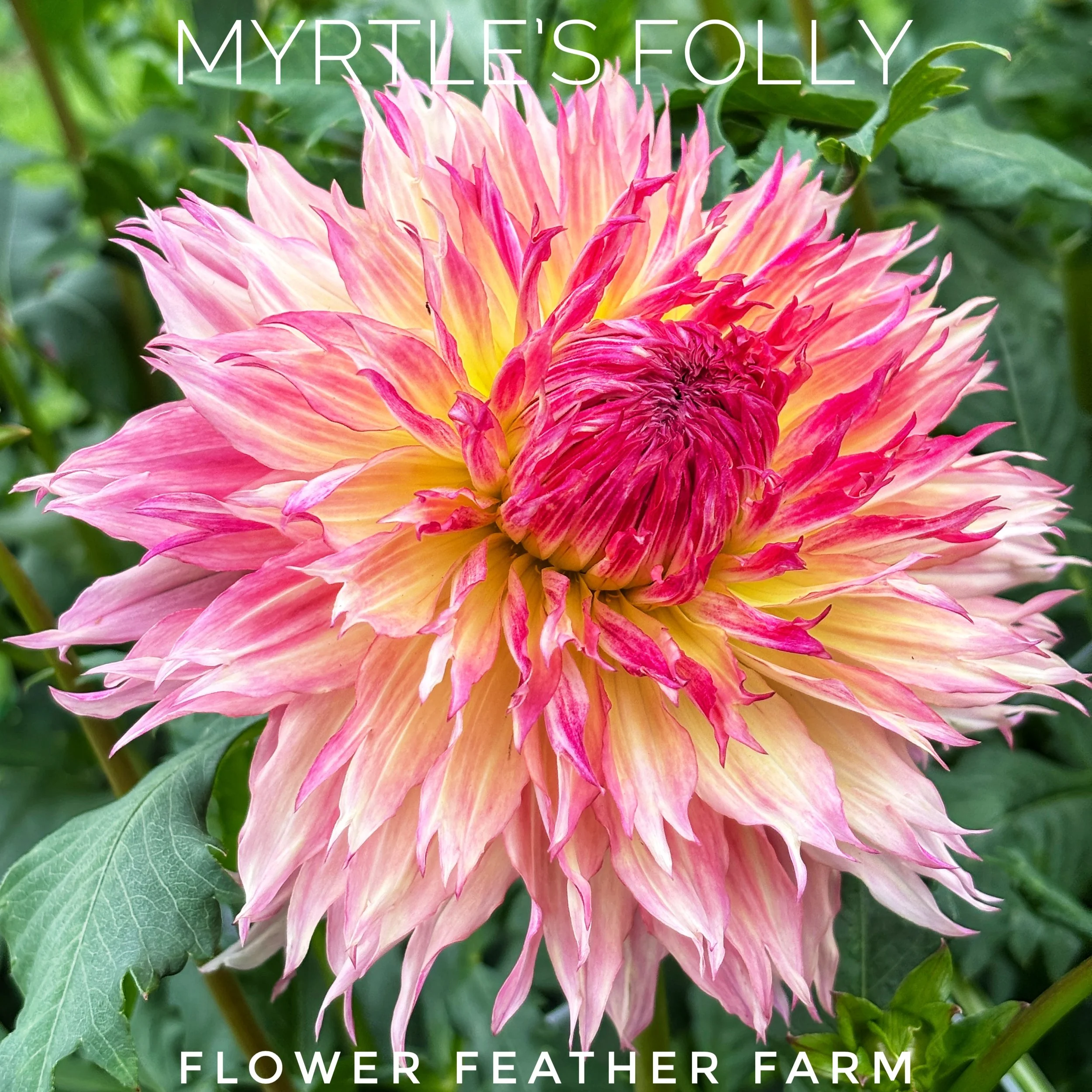 Giant 6-8" pink and gold blooms! Shop Myrtle's Folly dahlia tubers online at Flower Feather Farm and transform your cutting garden this summer.