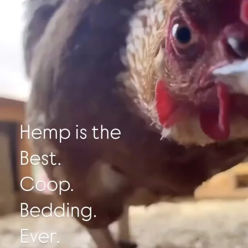 Best Bedding Material for Chicken Coops