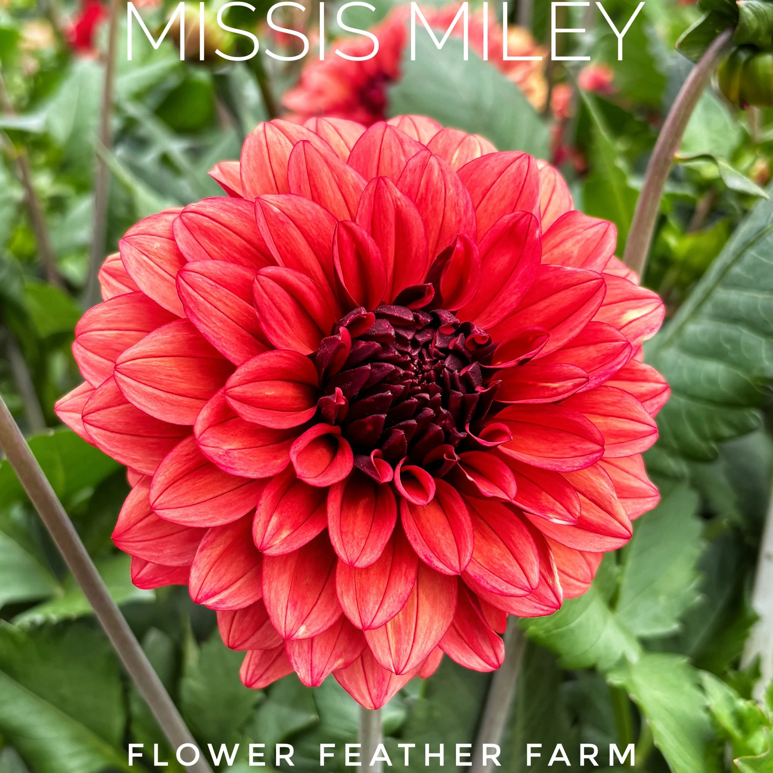 Missis Miley Dahlia at Flower Feather Farm, chicks & dahlias