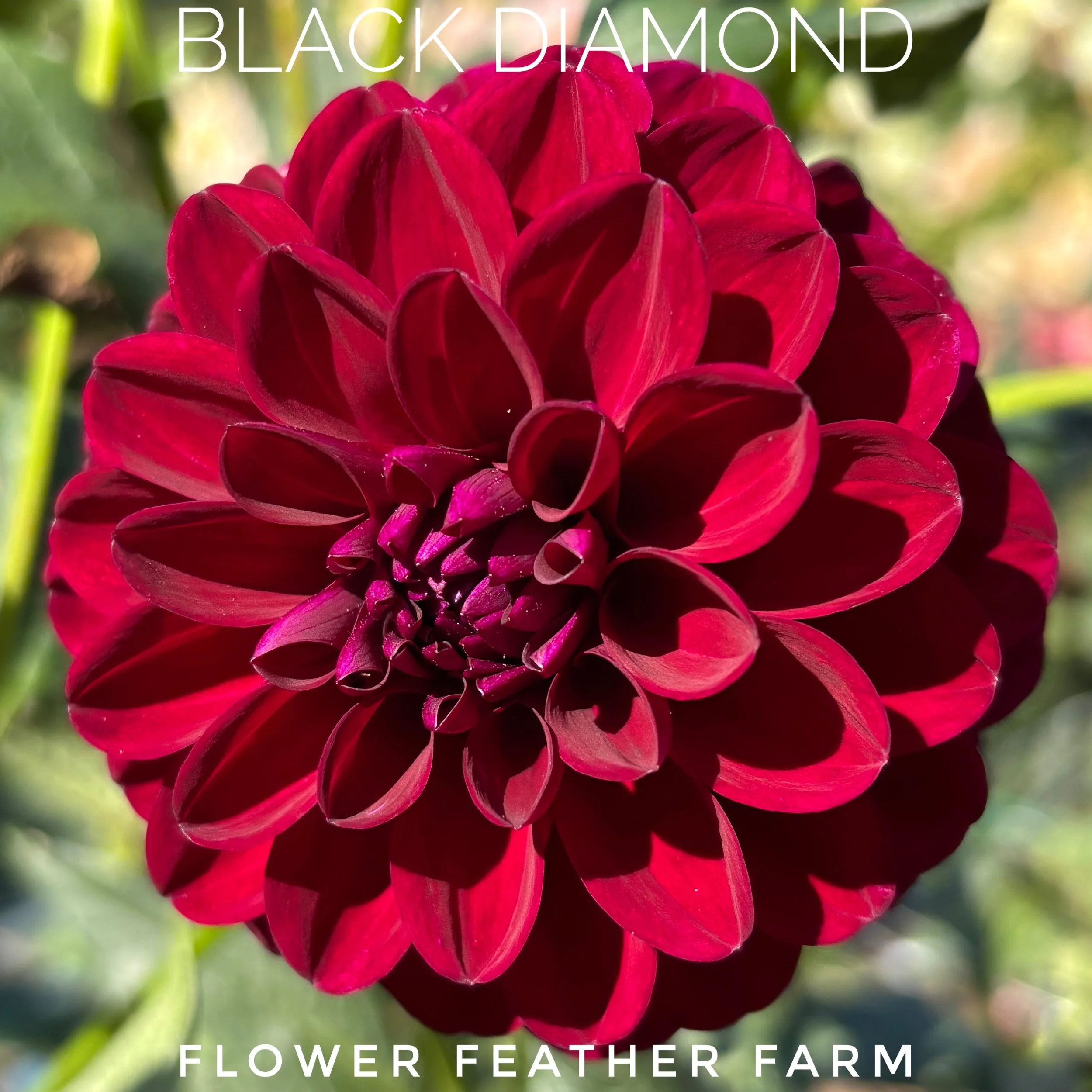 Luscious Black Diamond dahlia at Flower Feather Farm, chicks & dahlias