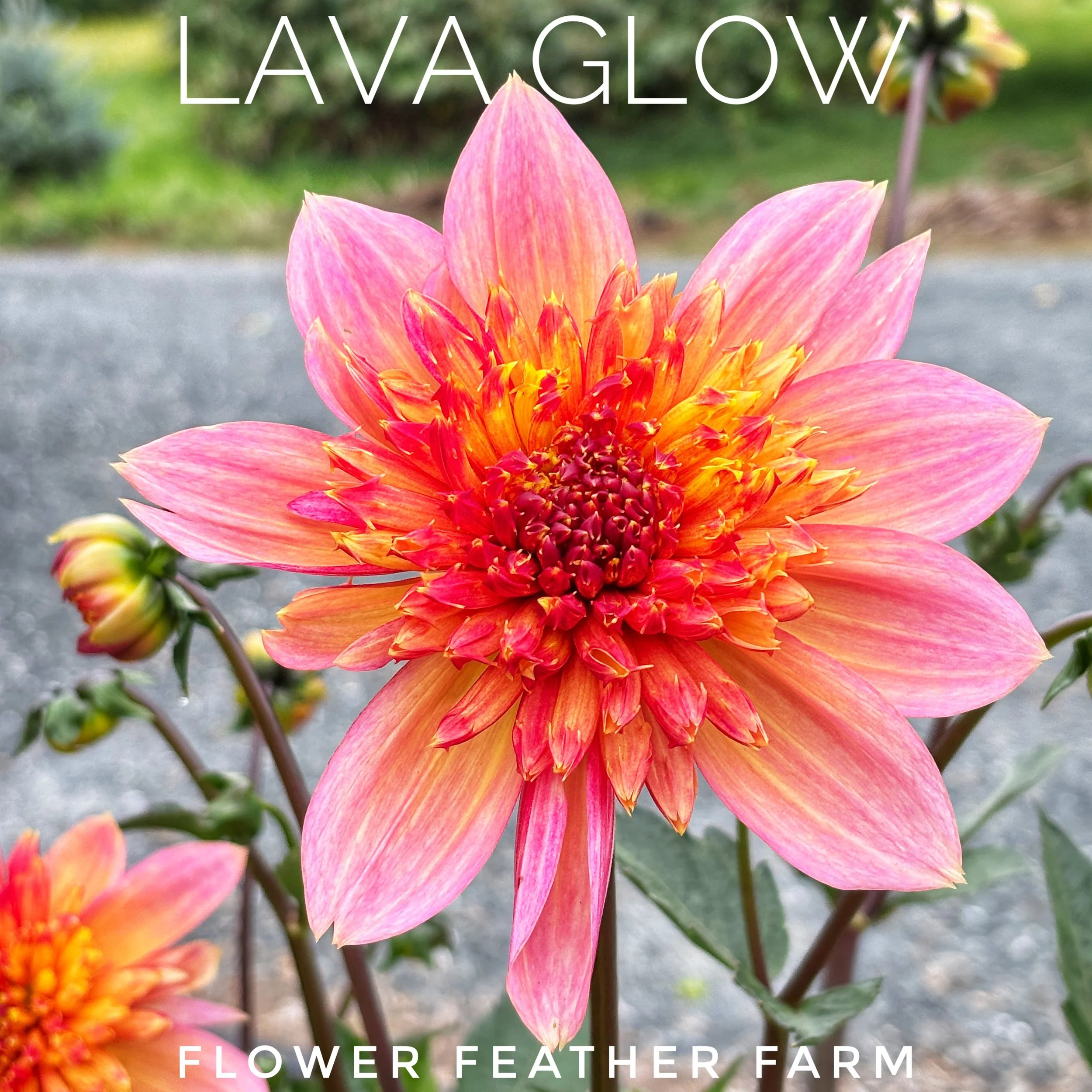 Lava Glow dahlia tubers from Flower Feather Farm — luminous peachy-orange anemone blooms with golden centers, a pollinator favorite all summer.