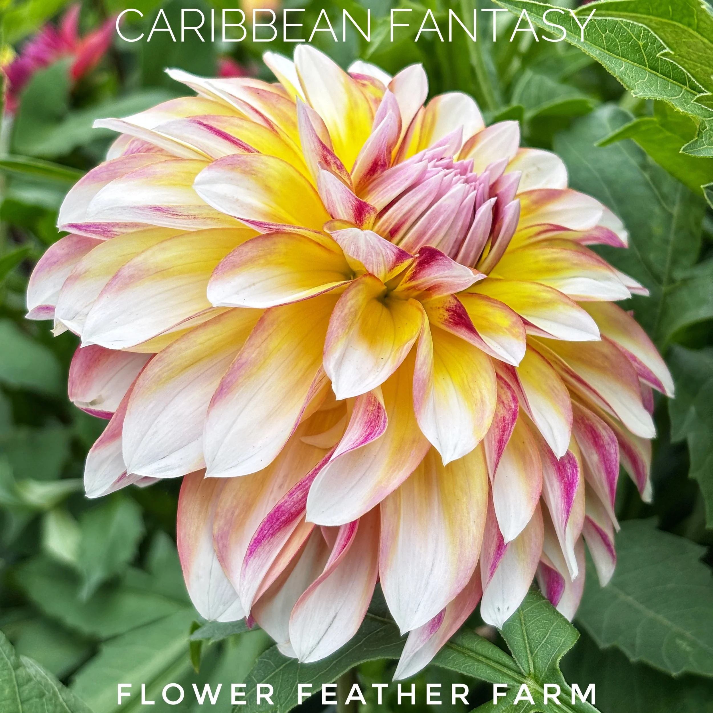 Caribbean Fantasy delivers warm sunset shades and beautiful blooms all season. Find premium dahlia tubers at Flower Feather Farm.