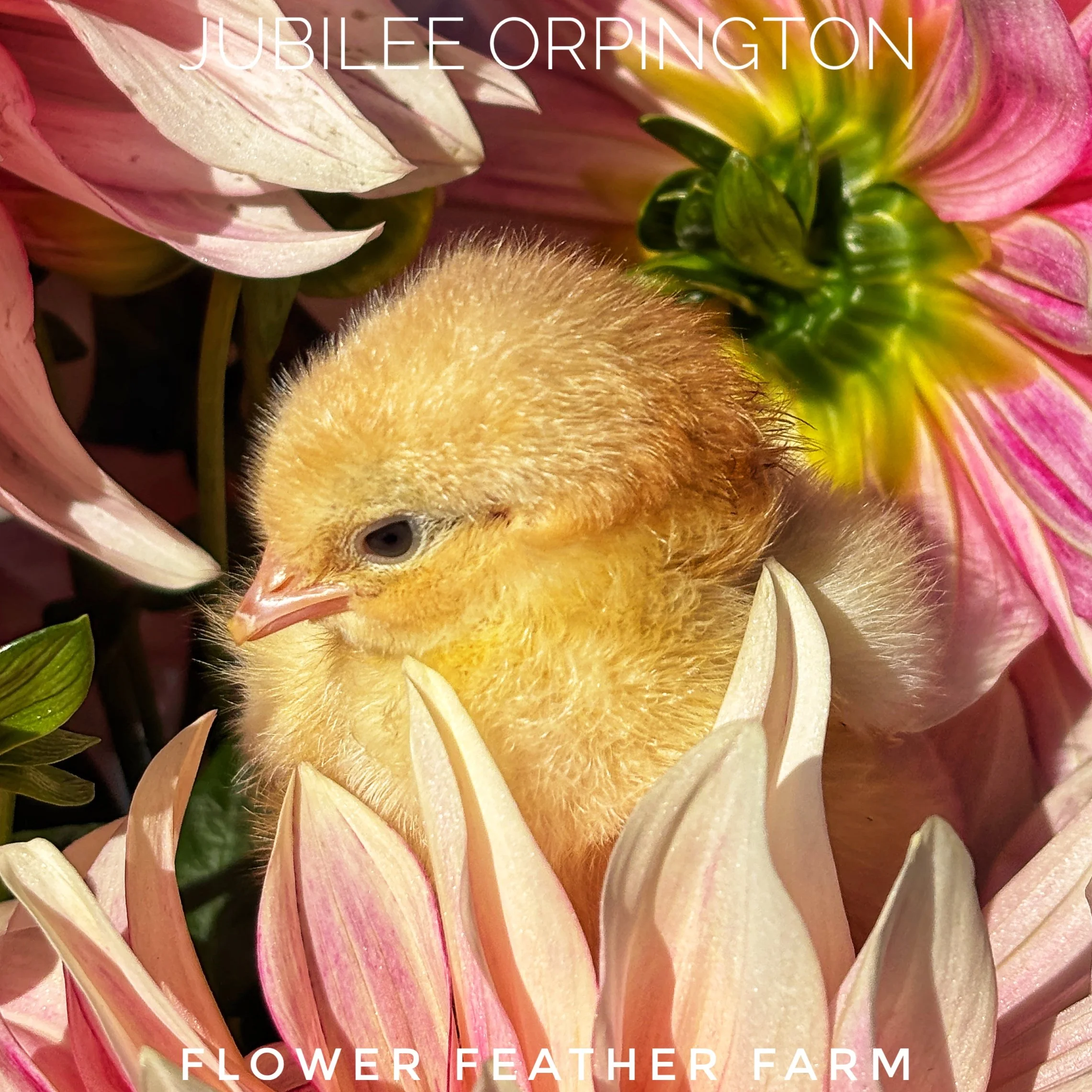 Freshly hatched Jubilee Orpington chick at Flower Feather Farm, a chick hatchery near me