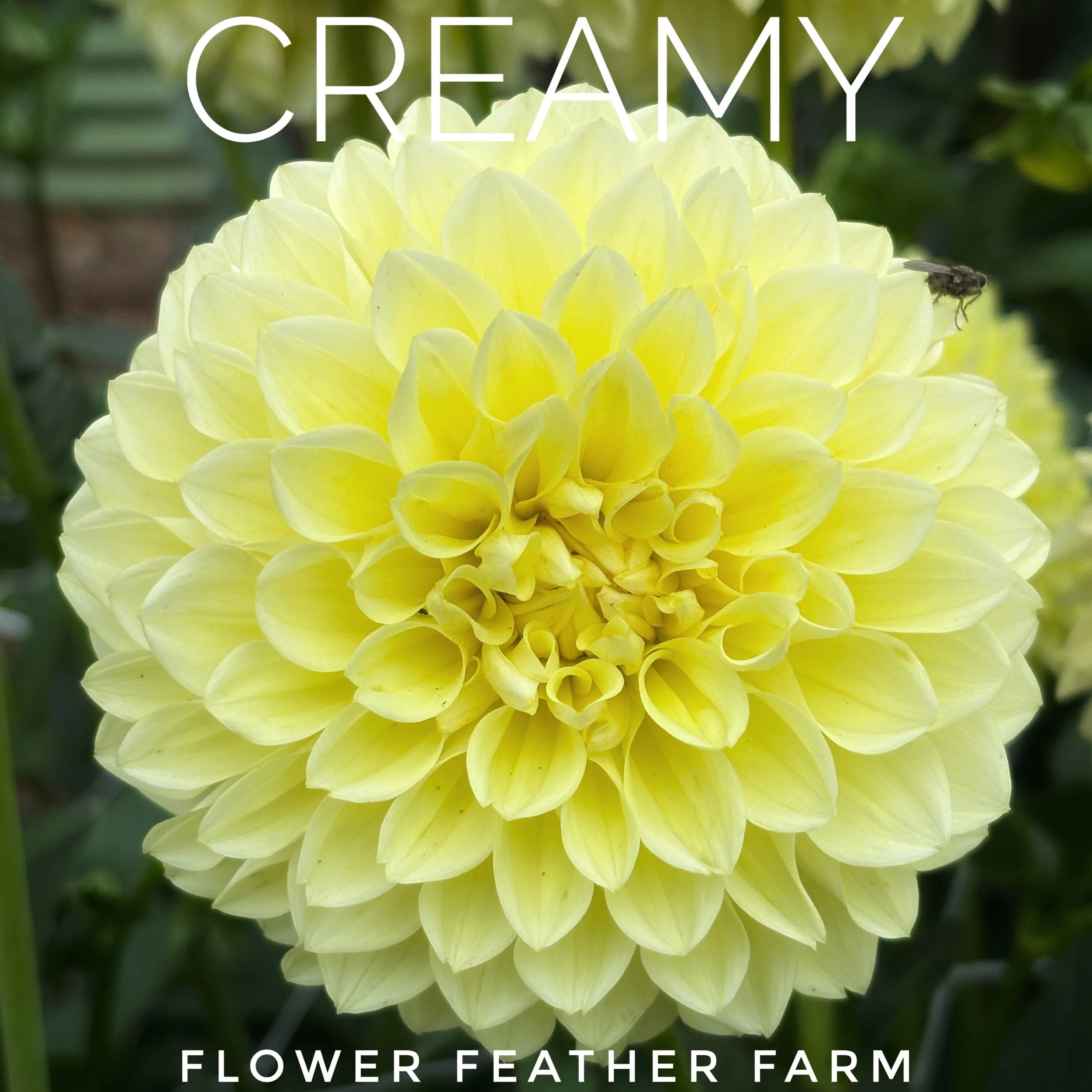 Shop Dahlia 'Creamy' tubers. Discover this highly productive, buttercream-ivory workhorse variety featuring strong stems and early blooms perfect for floral design.