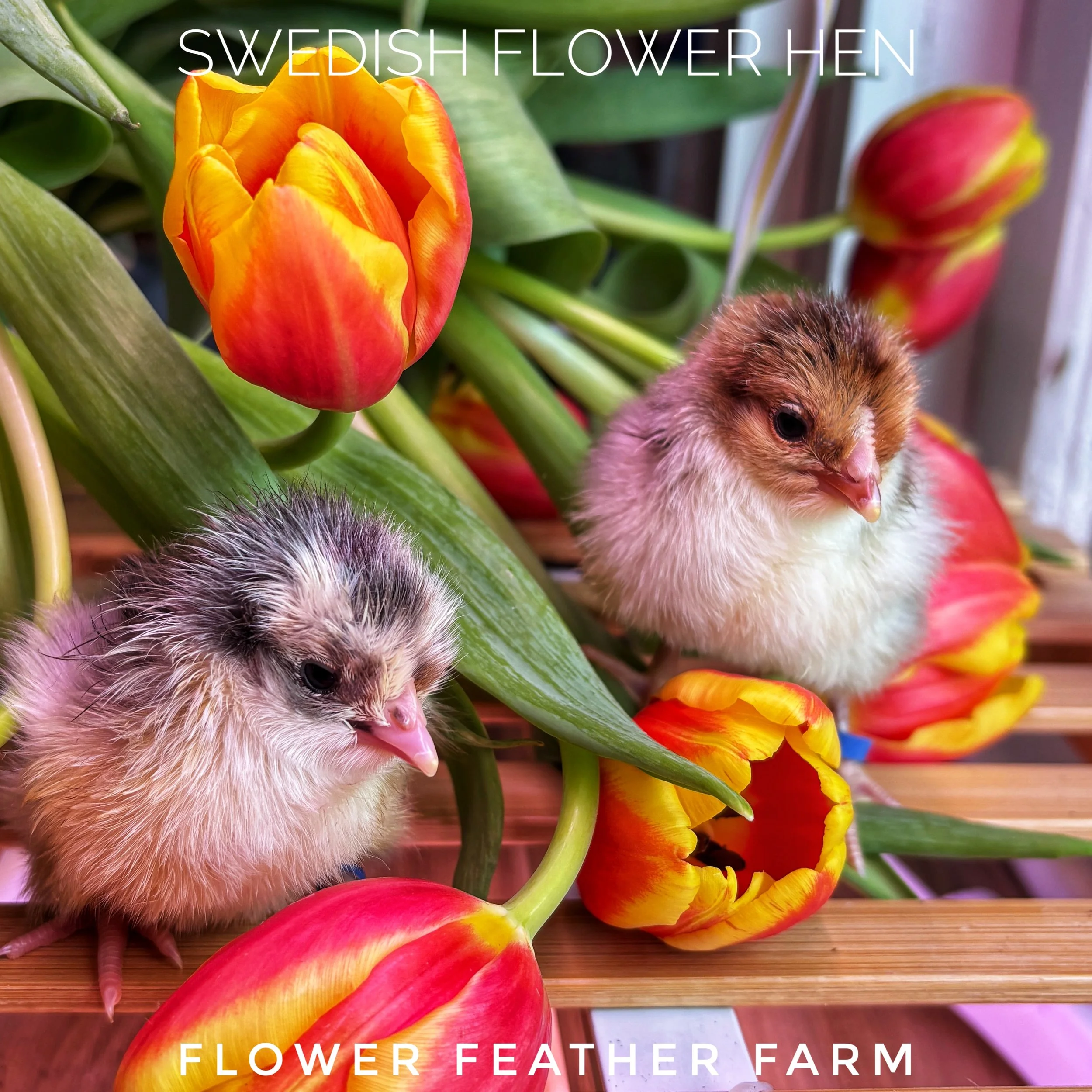 Swedish Flower Hen aka Skånsk Blommehöna Chick