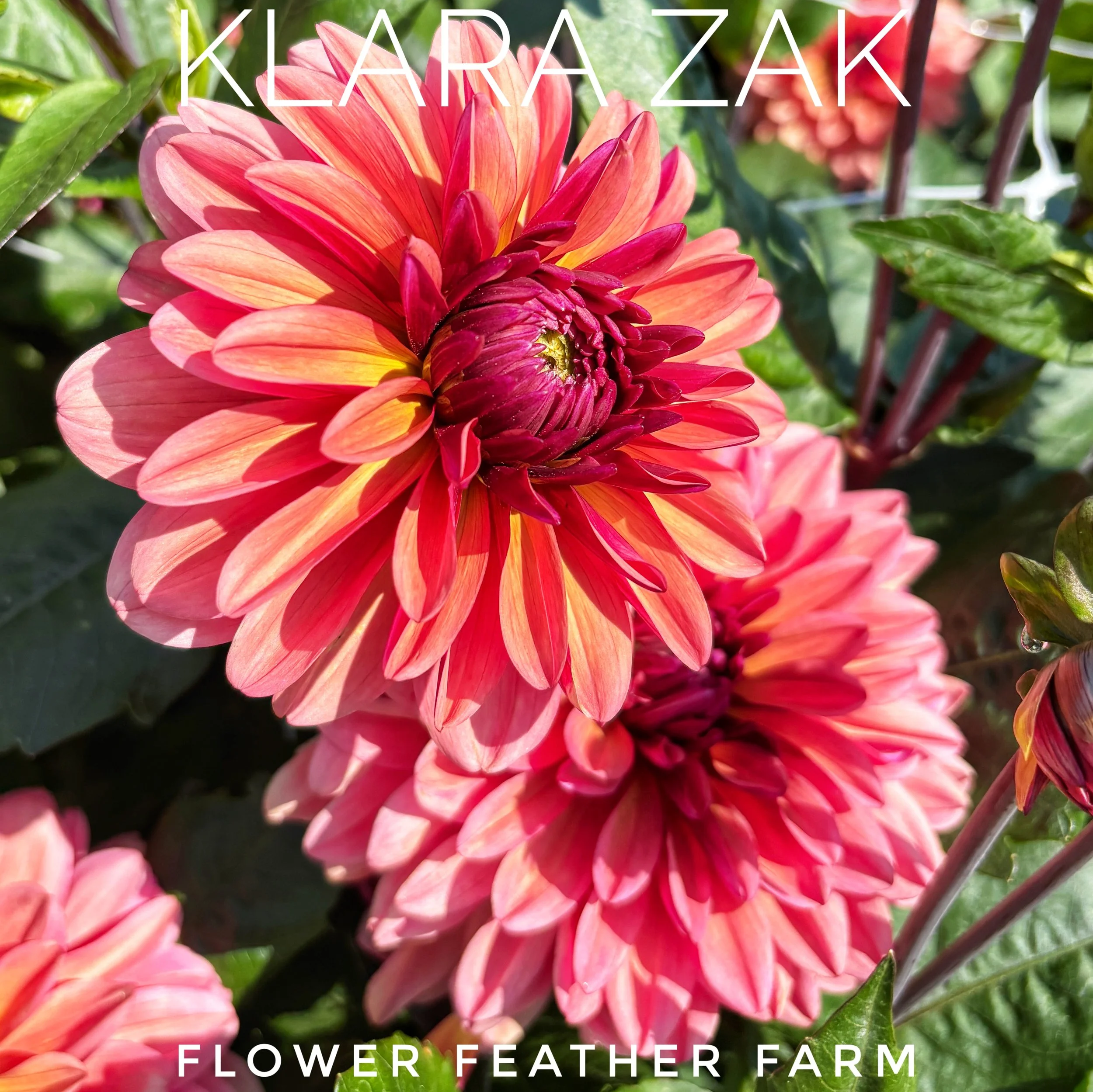 Klara Zak dahlias bless you with dazzling peach, coral, and pink blooms that keep coming all season. Shop premium tubers at Flower Feather Farm.