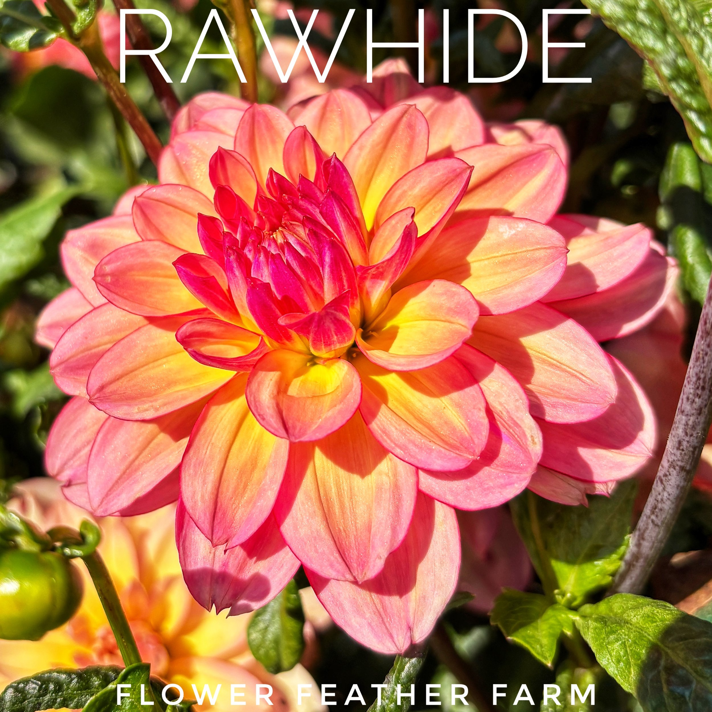 Rawhide dahlia at Flower Feather Farm, chicks & dahlias