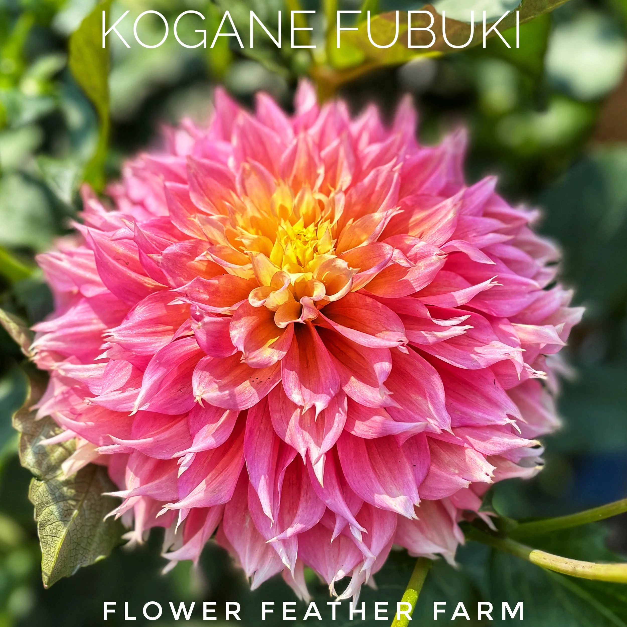 Kogane Fubuki dahlias at Flower Feather Farm, chicks & dahlias, a Washington State Dahlia farm -- dahlia grower near me, dahlia farm near me, dahlias near me