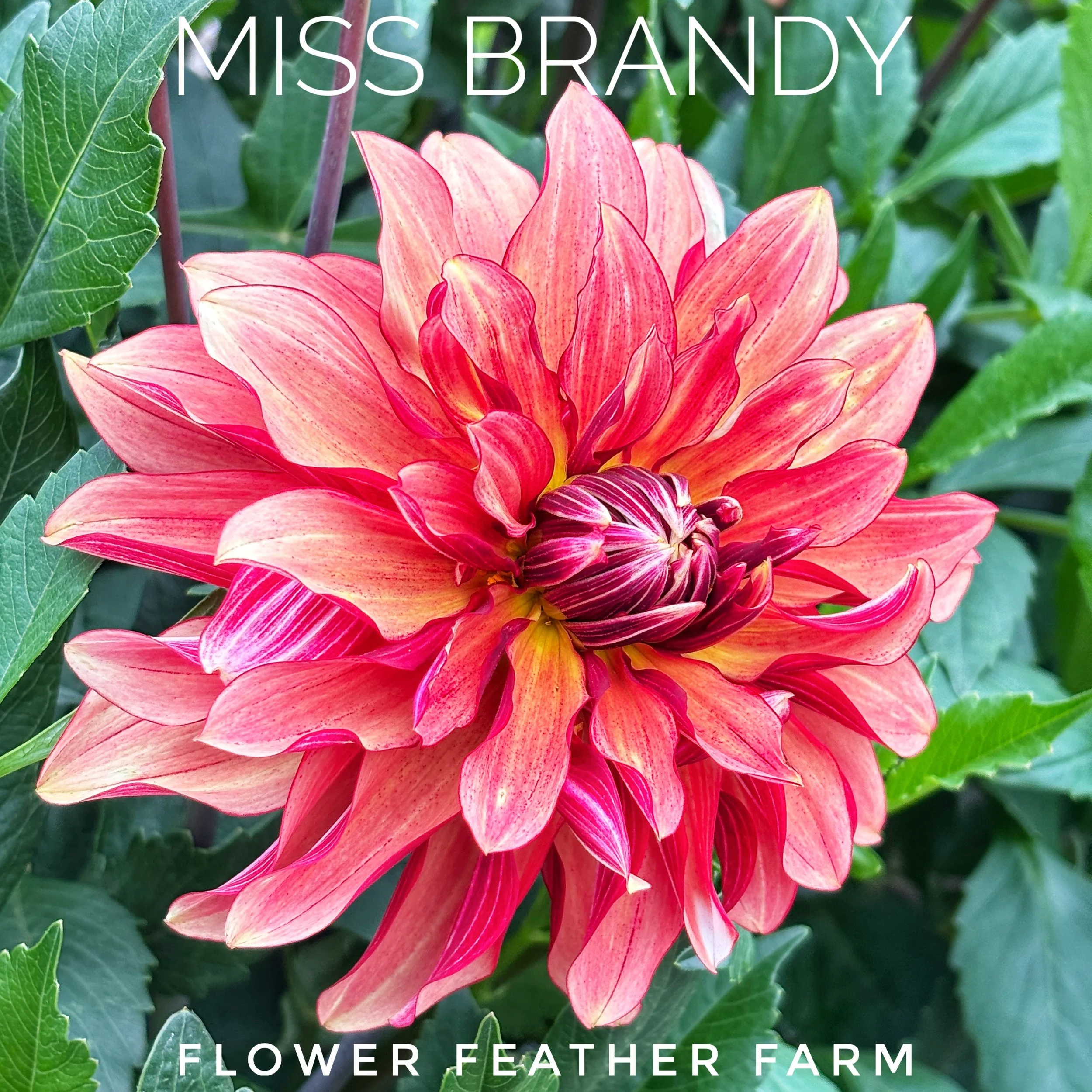 Romantic, refined, and endlessly photogenic—Miss Brandy dahlias are a garden favorite. Shop tubers from Flower Feather Farm today.