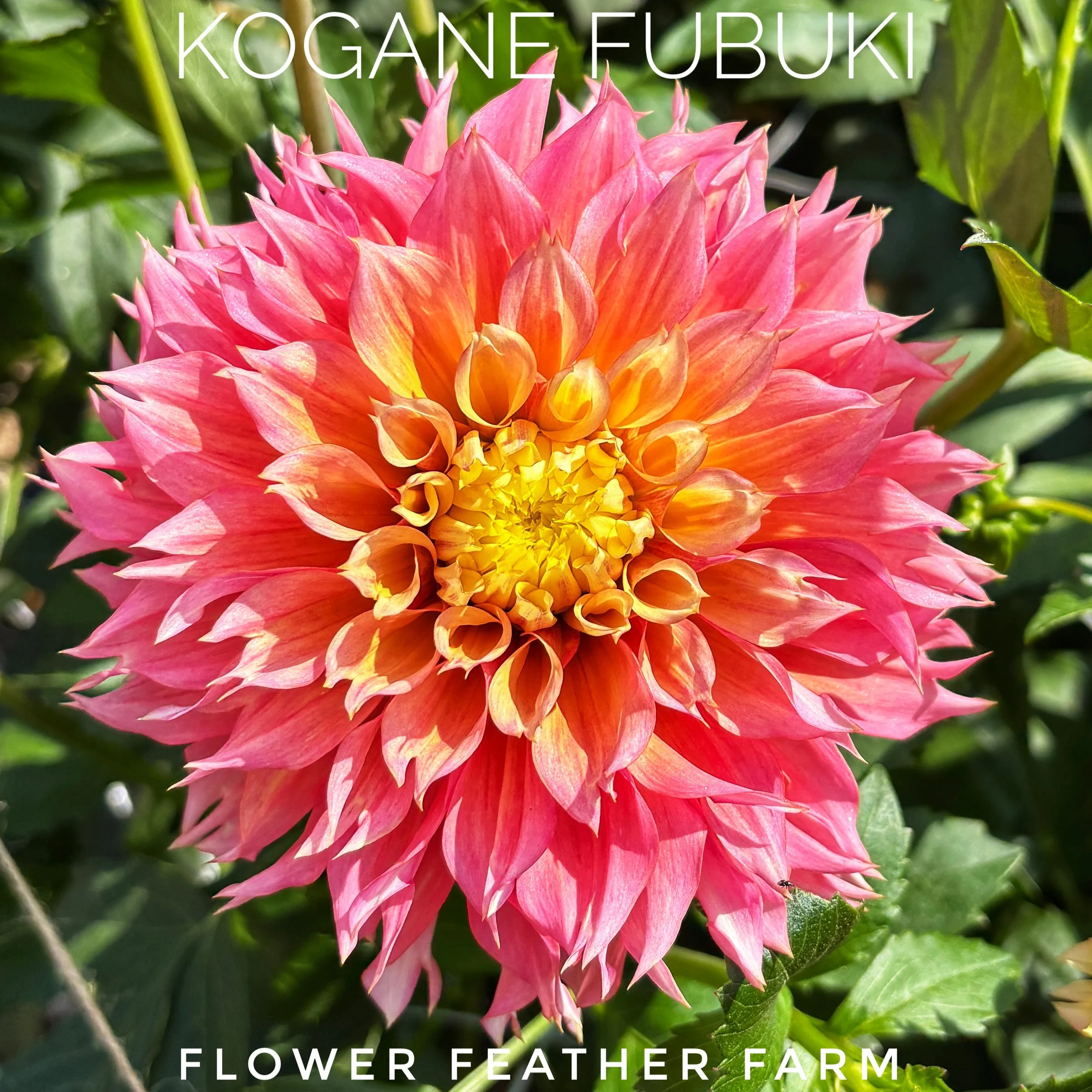 Kogane Fubuki Dahlias at Flower Feather Farm, chicks & dahlias, a Washington State Dahlia farm -- dahlia grower near me, dahlia farm near me, dahlias near me