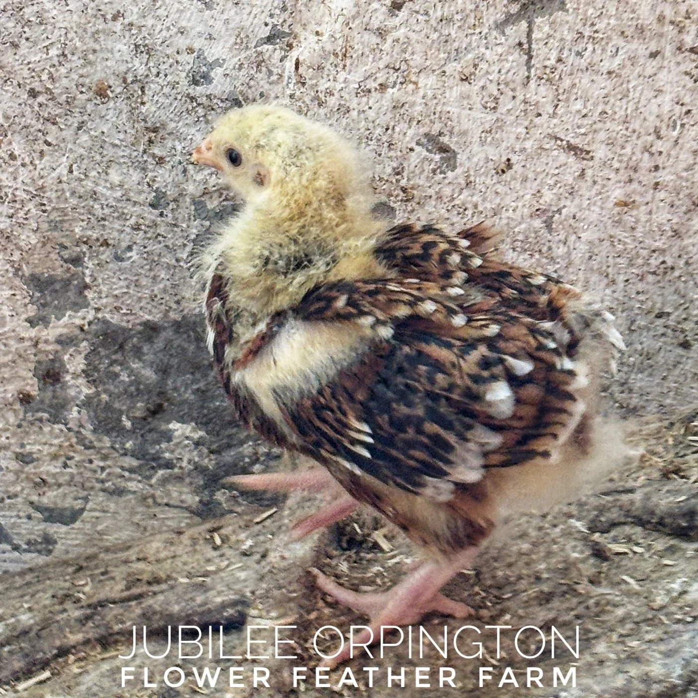 Started Jubilee Orpington straight-run chick at Flower Feather Farm, chicks & dahlias
