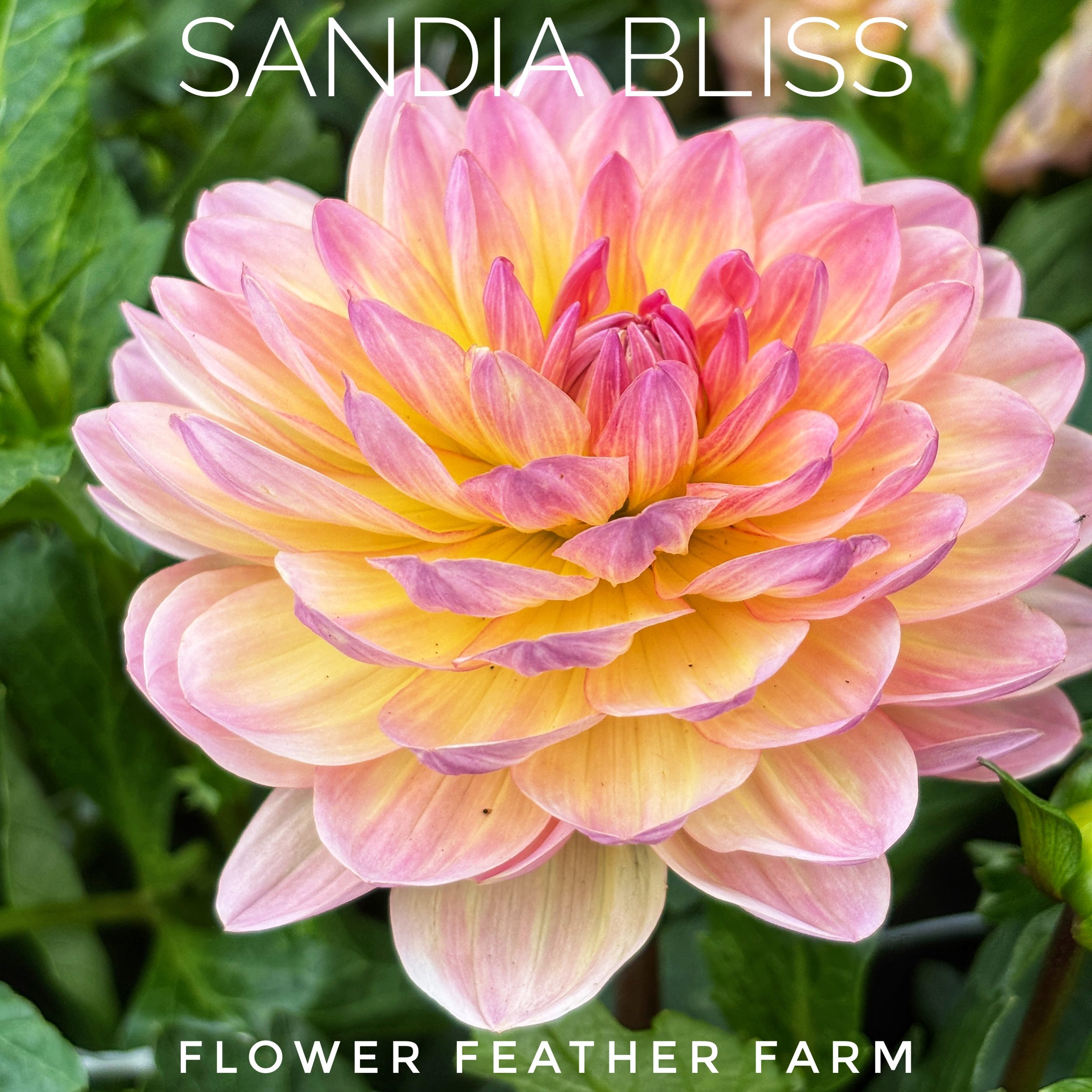 Grow the perfect cutting flower! Purchase Sandia Bliss dahlia tubers at Flower Feather Farm for strong stems and unique, cupping waterlily bouquets.