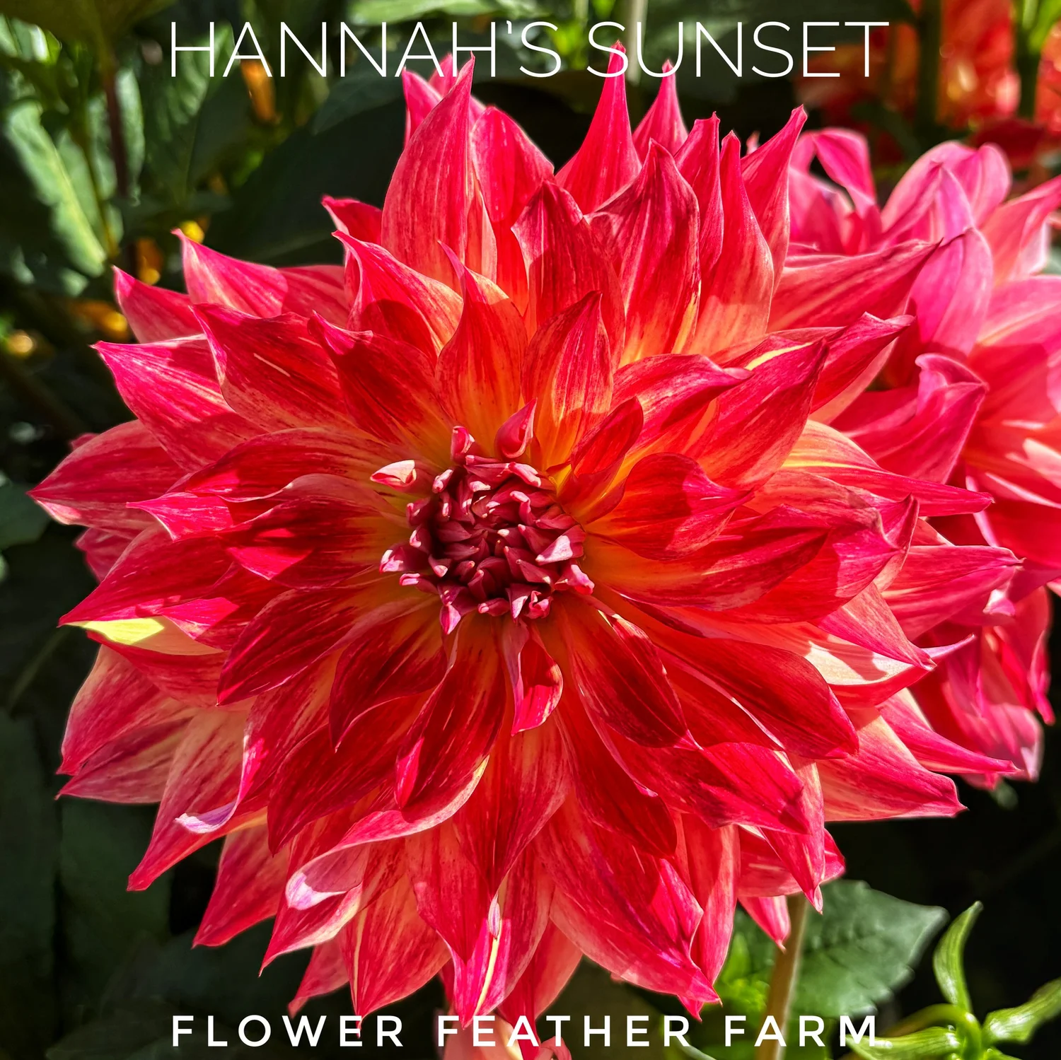 Hannah's Sunset Dahlia Tubers at Flower Feather Farm, chicks & dahlias
