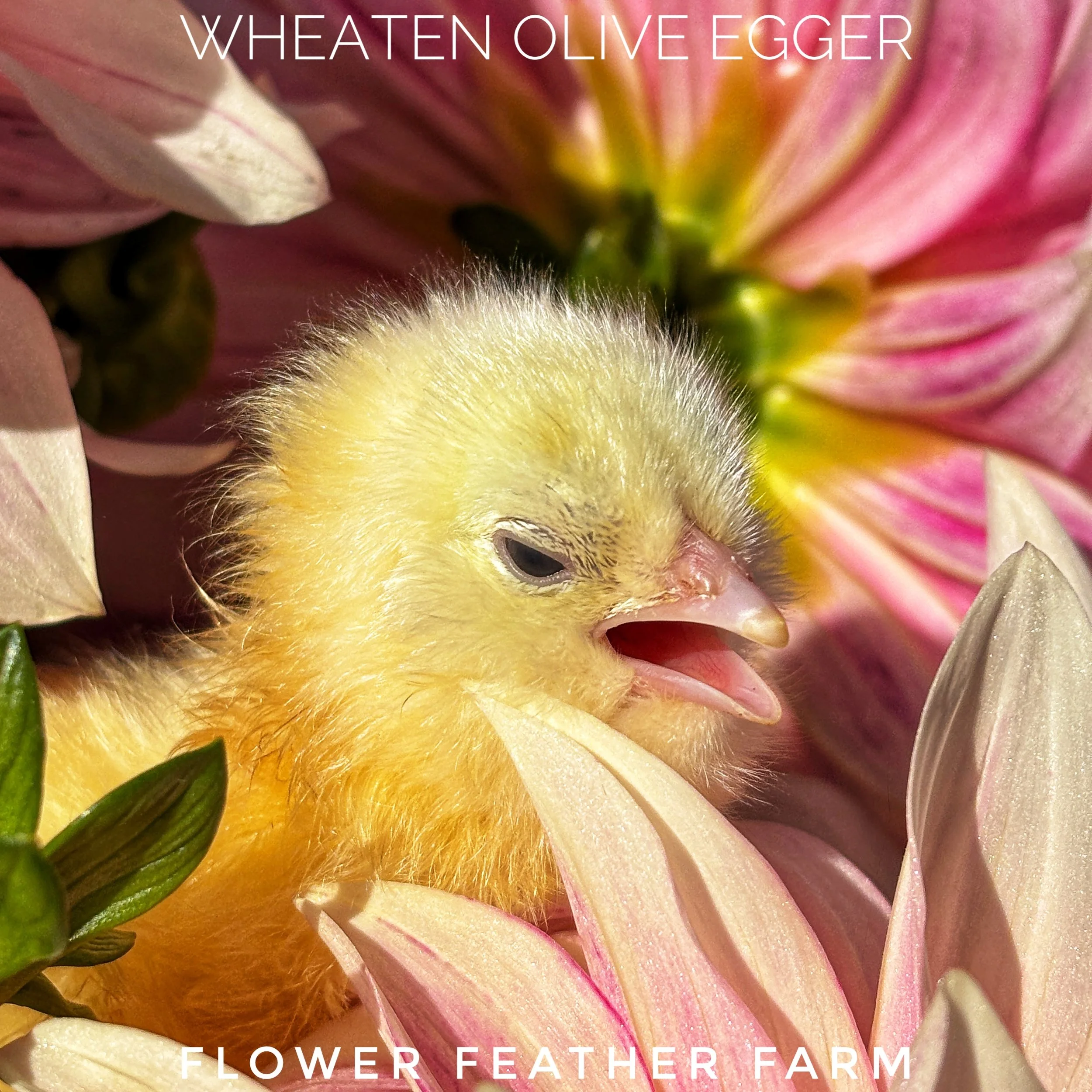 Wheaten Olive Egger chick yawns at Flower Feather Farm, chicks & dahlias -- a chick hatchery near me