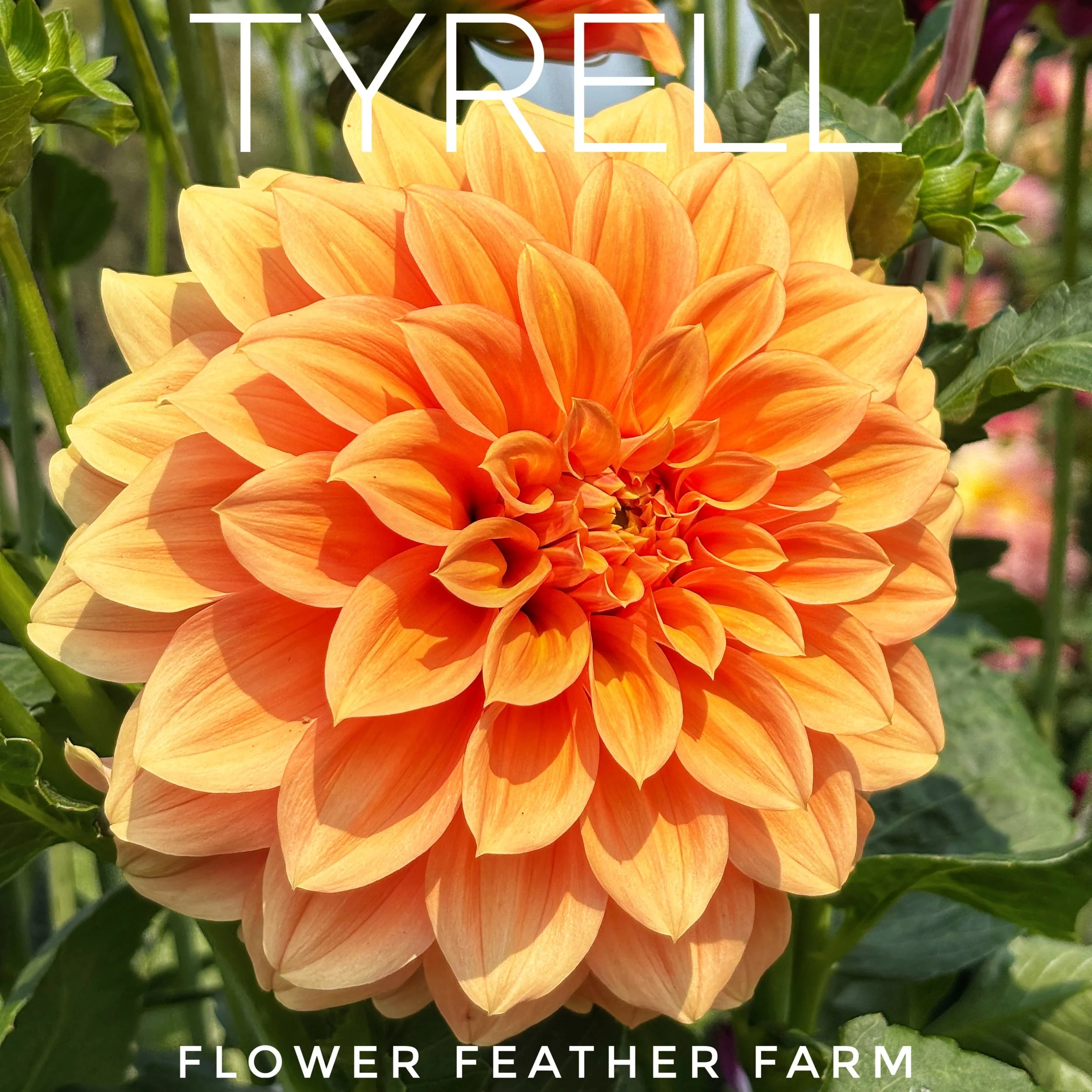 Flower Feather Farm grows and ships healthy Tyrell dahlia tubers direct from the field. Trusted stock, careful packing, and reliable results for your garden.