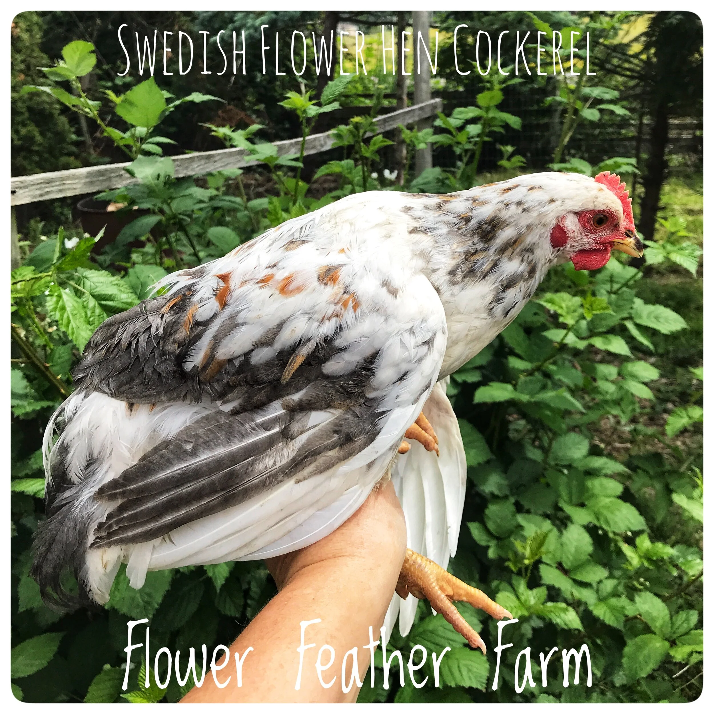 Swedish Flower Hens at Flower Feather Farm, chicks and dahlias, baby chicks for sale near me, chicken breeders near me, chick hatchery near me, chicken hatchery near me, chicken for sale