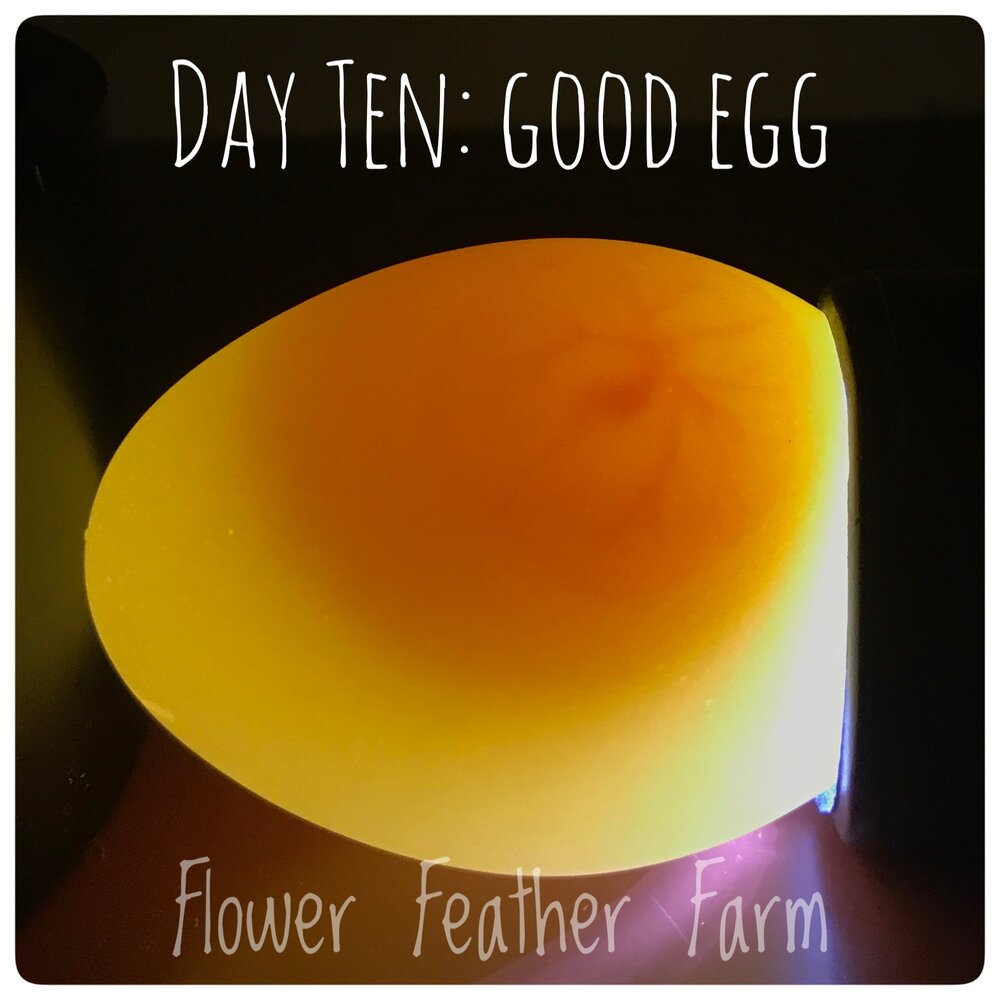 Day 10 Good Egg