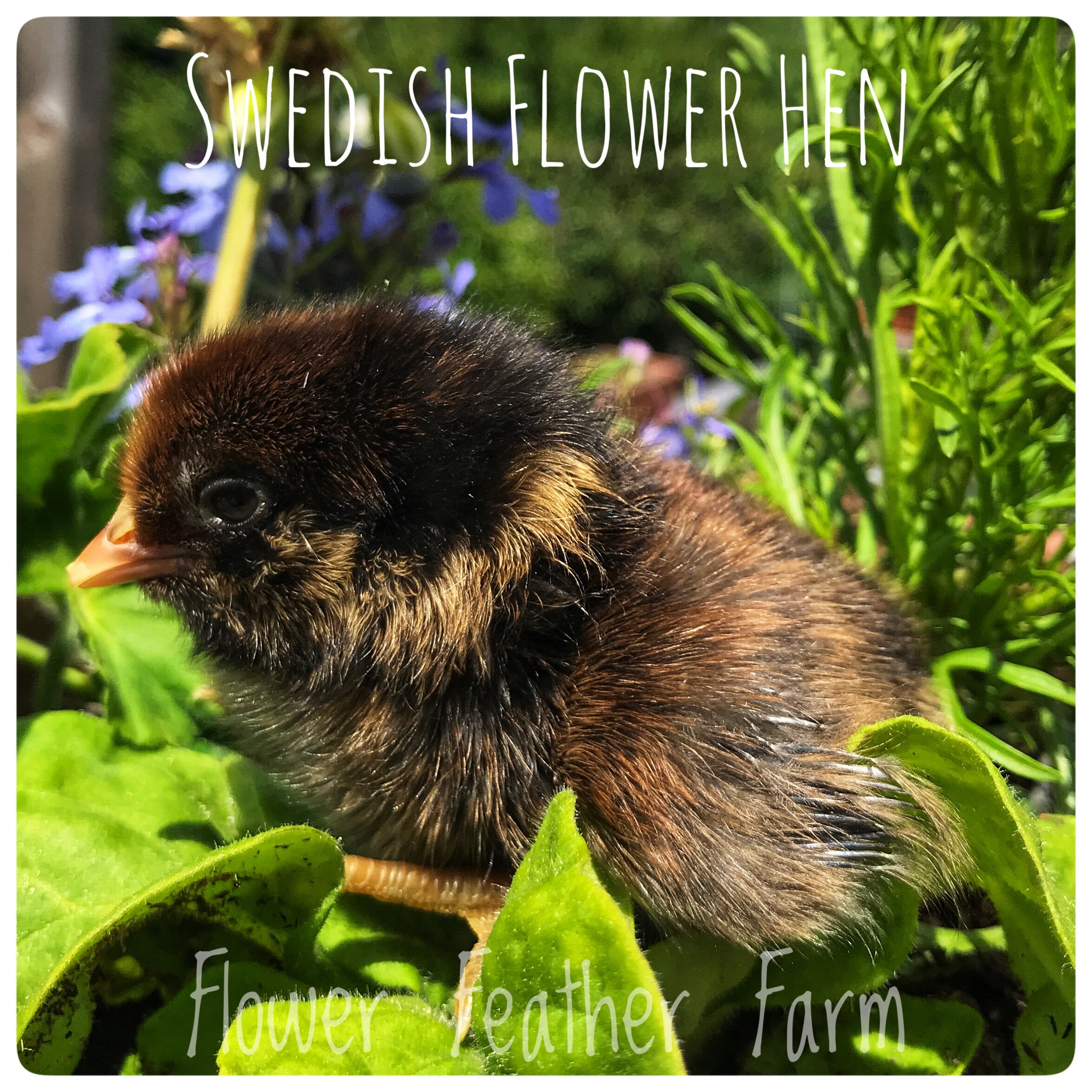 Swedish Flower Hen Chick at Flower Feather Farm  