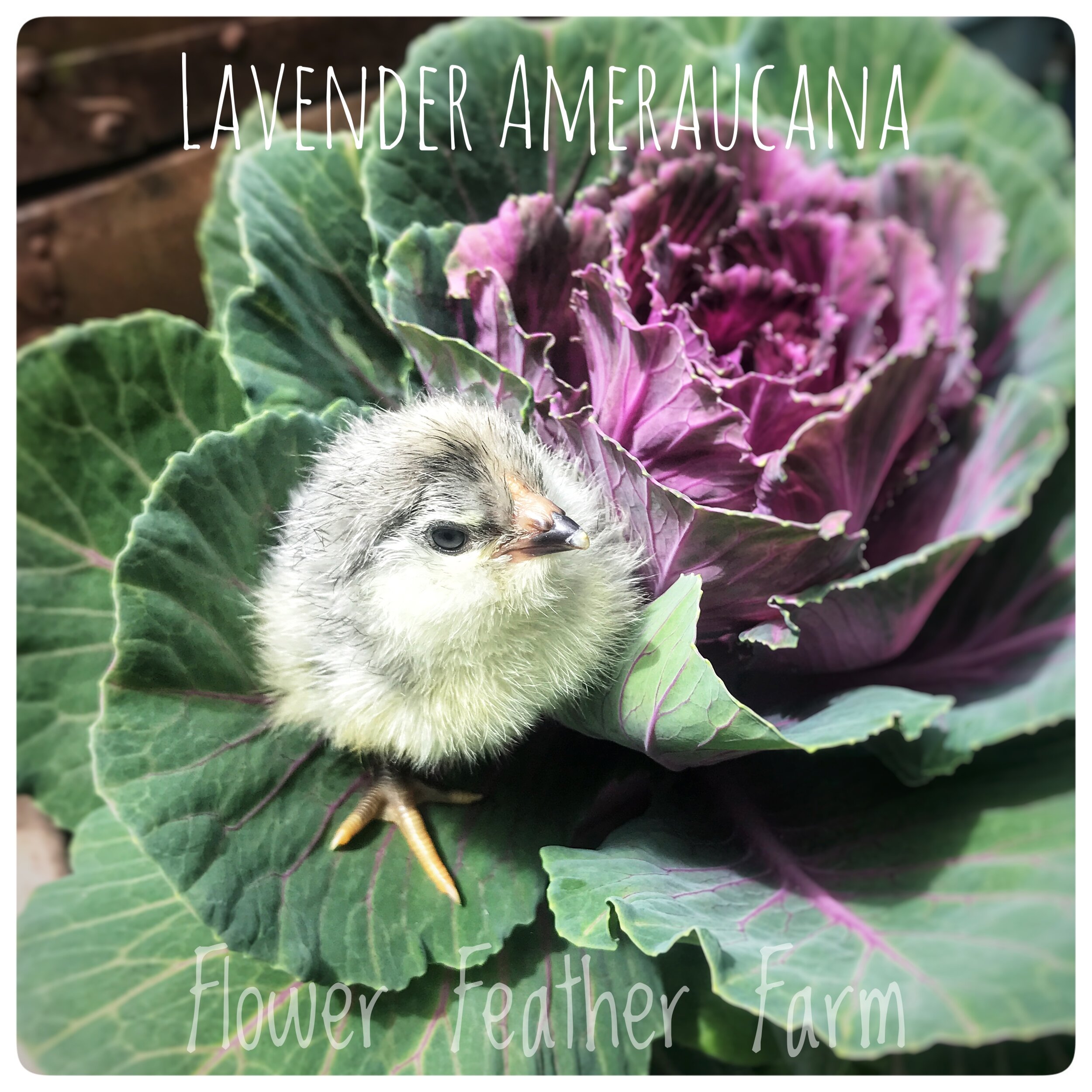 Lavender Ameraucana Chick at Flower Feather Farm  