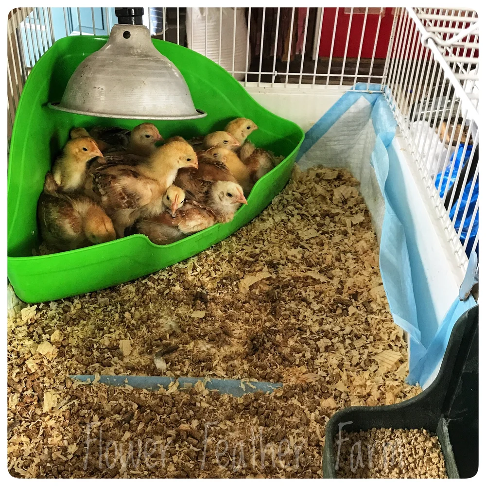 Best Housing or Brooder Set-Up for Baby Chicks