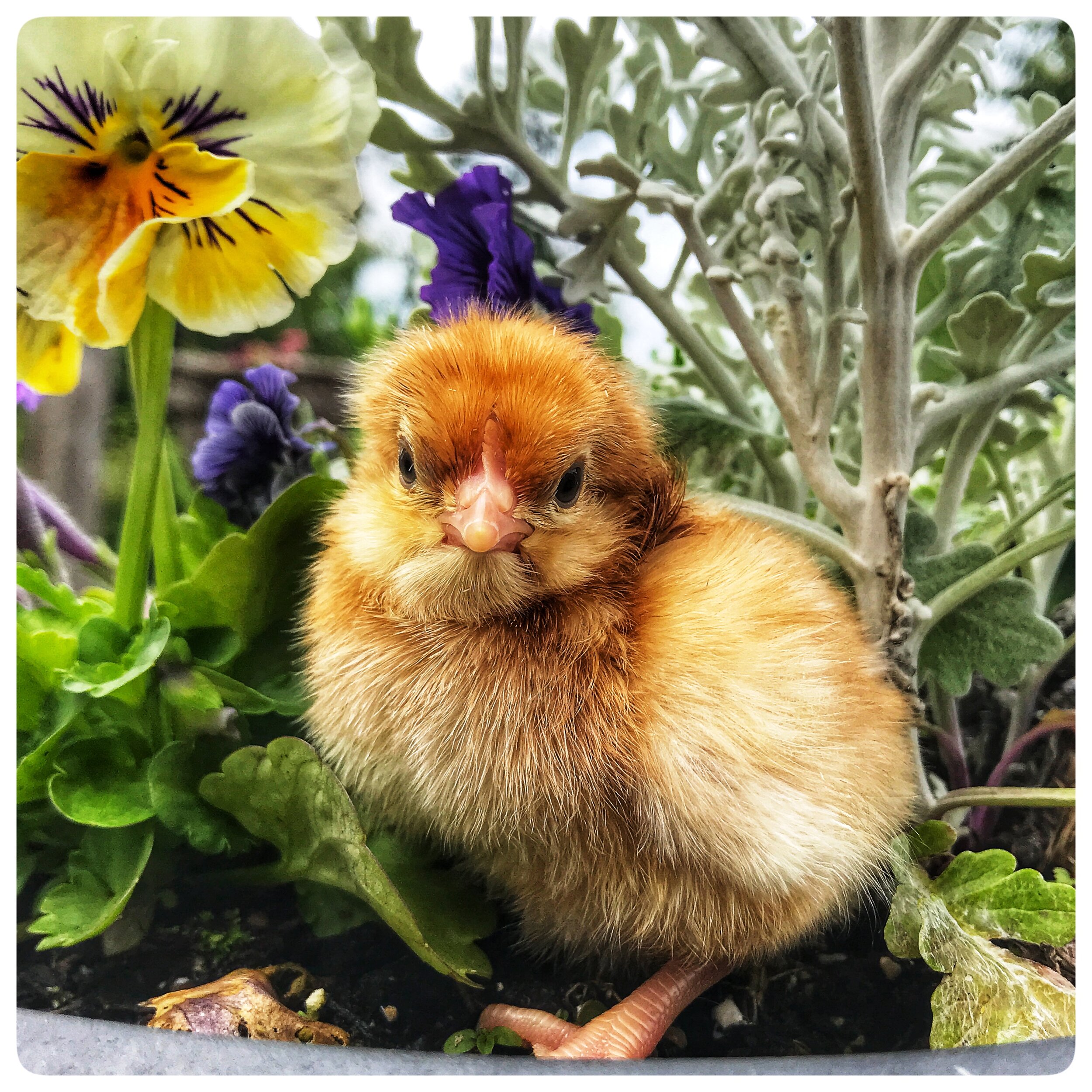 Wild Feather Farm Floral Chicken Egg Carton Stamp