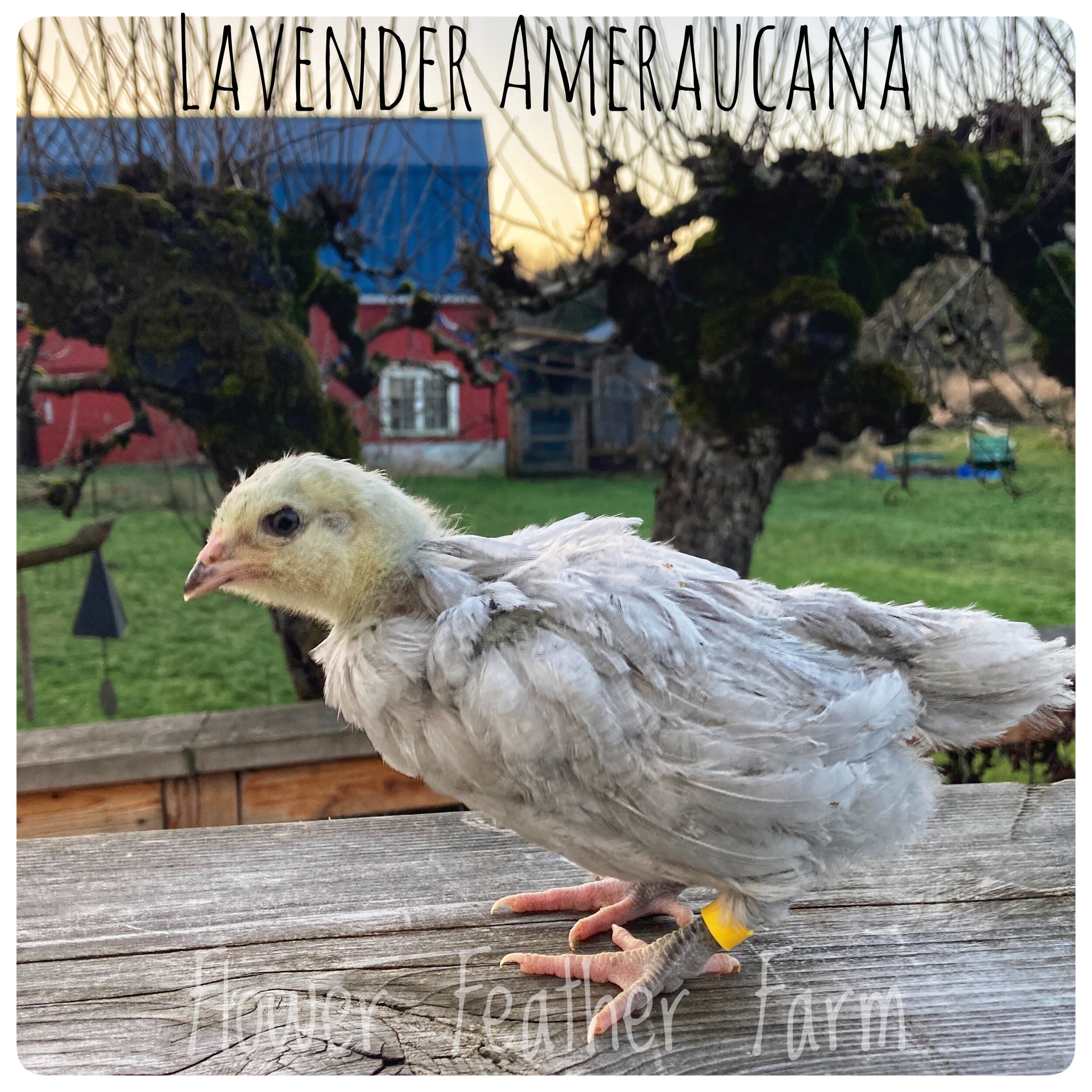 Lavender Ameraucana Chick