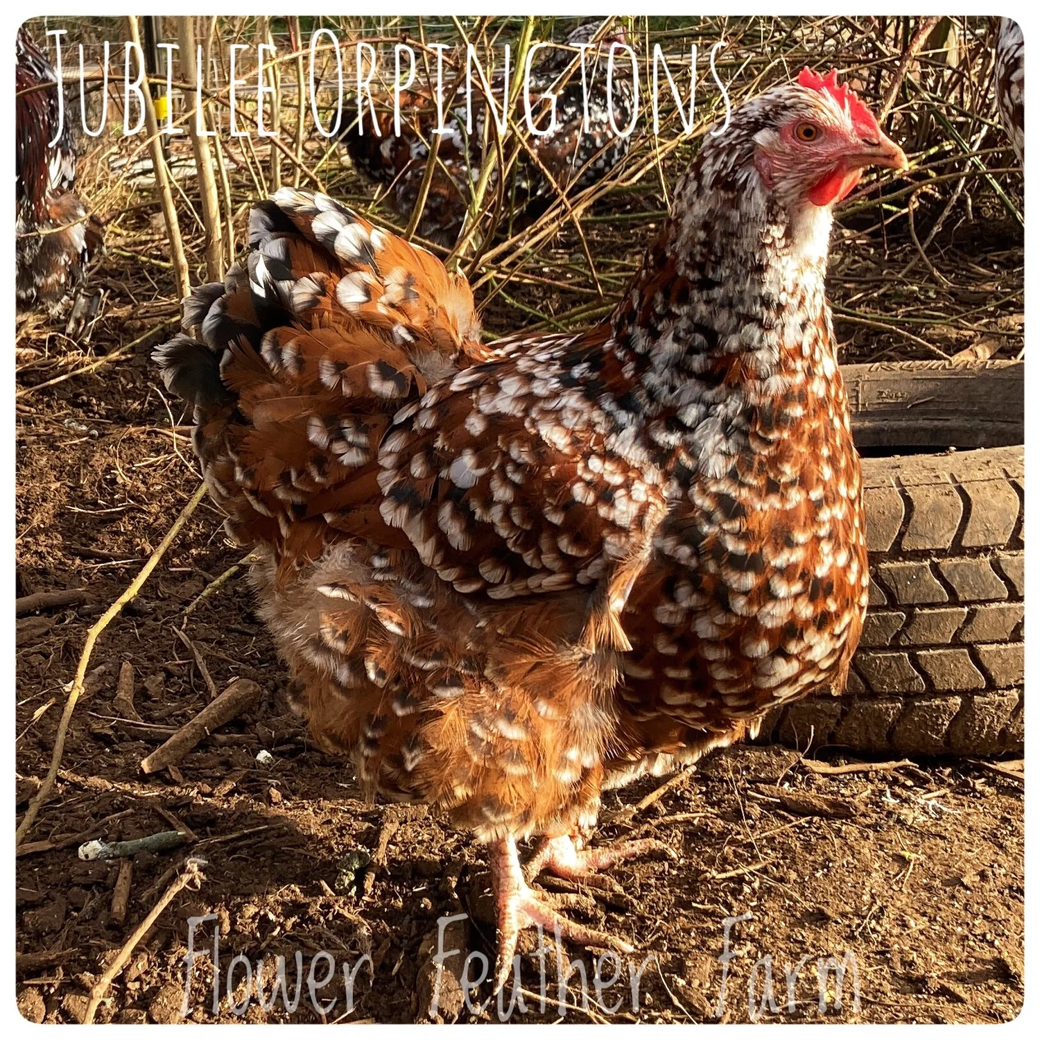 Jubilee Orpington Chicks available year-round at Flower Feather Farm,  Speciality Chicks and Dahlias — Flower Feather Farm: Specialty Chicks &  Dahlias