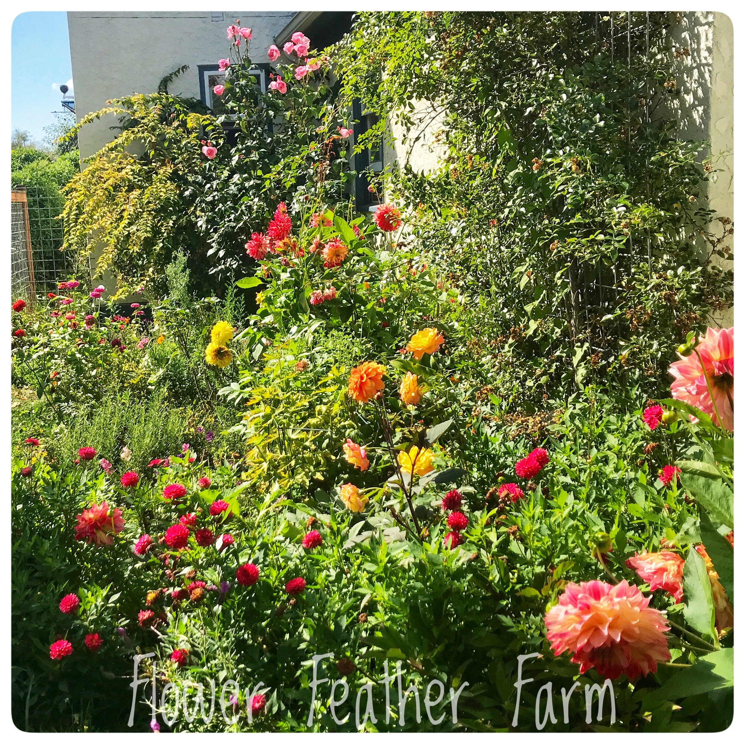 Grab Bag of Mystery Dahlia Tubers at Flower Feather Farm, Specialty Chicks and Dahlia Tubers, dahlia farm near me, dahlia growers