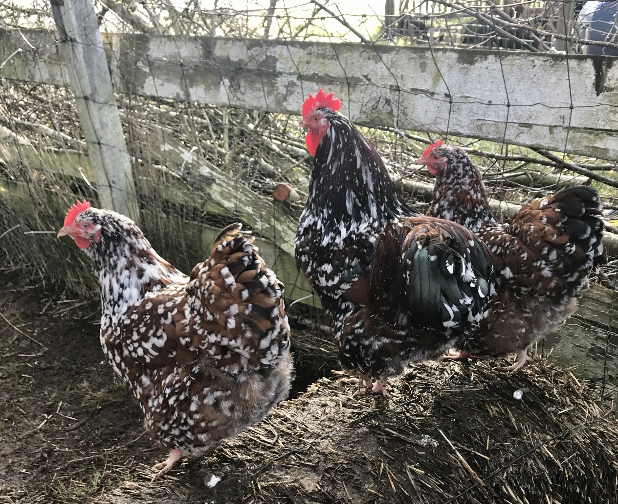Jubilee Orpington Pullets and Hens at Flower Feather Farm, chicks
