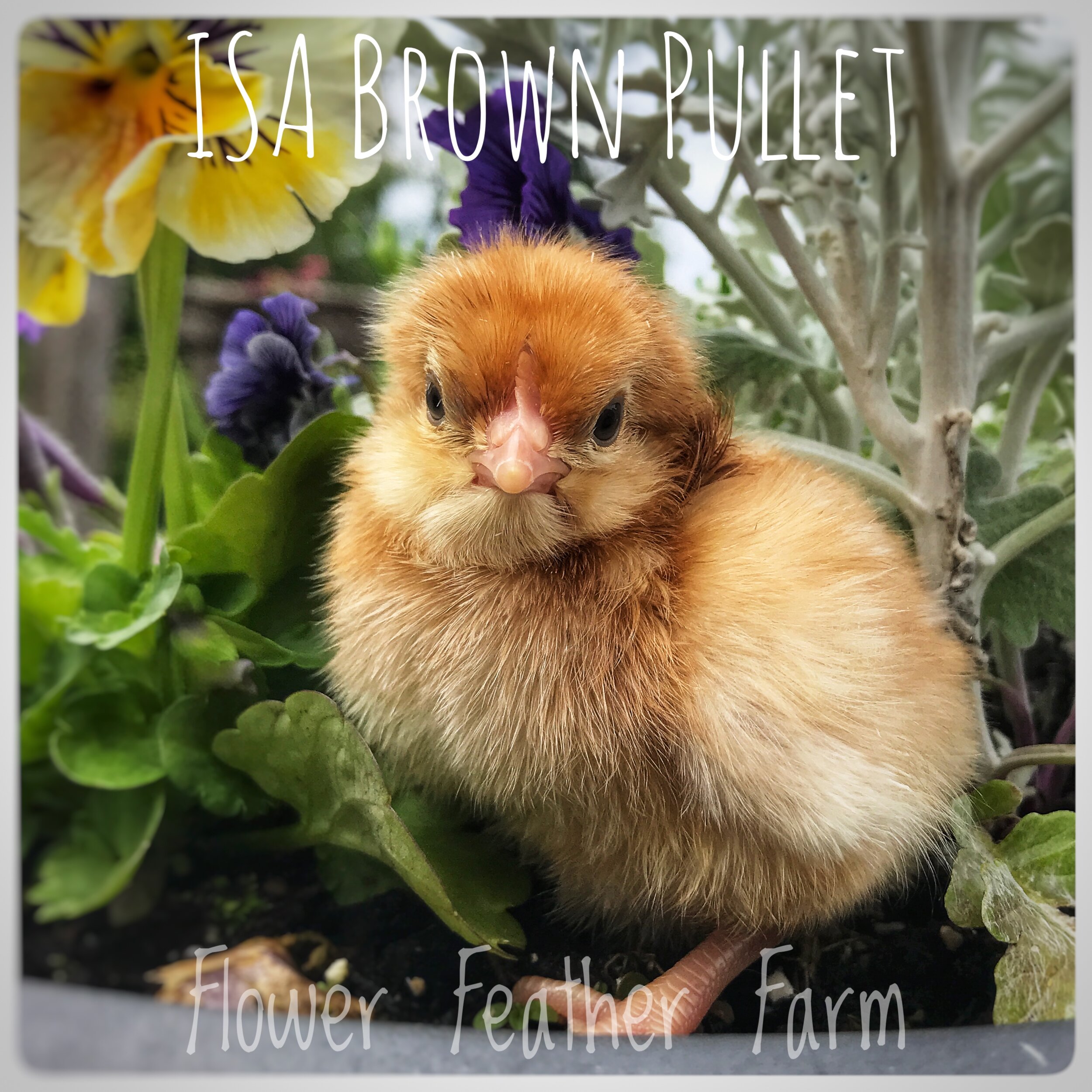 ISA Brown Chick at Flower Feather Farm  