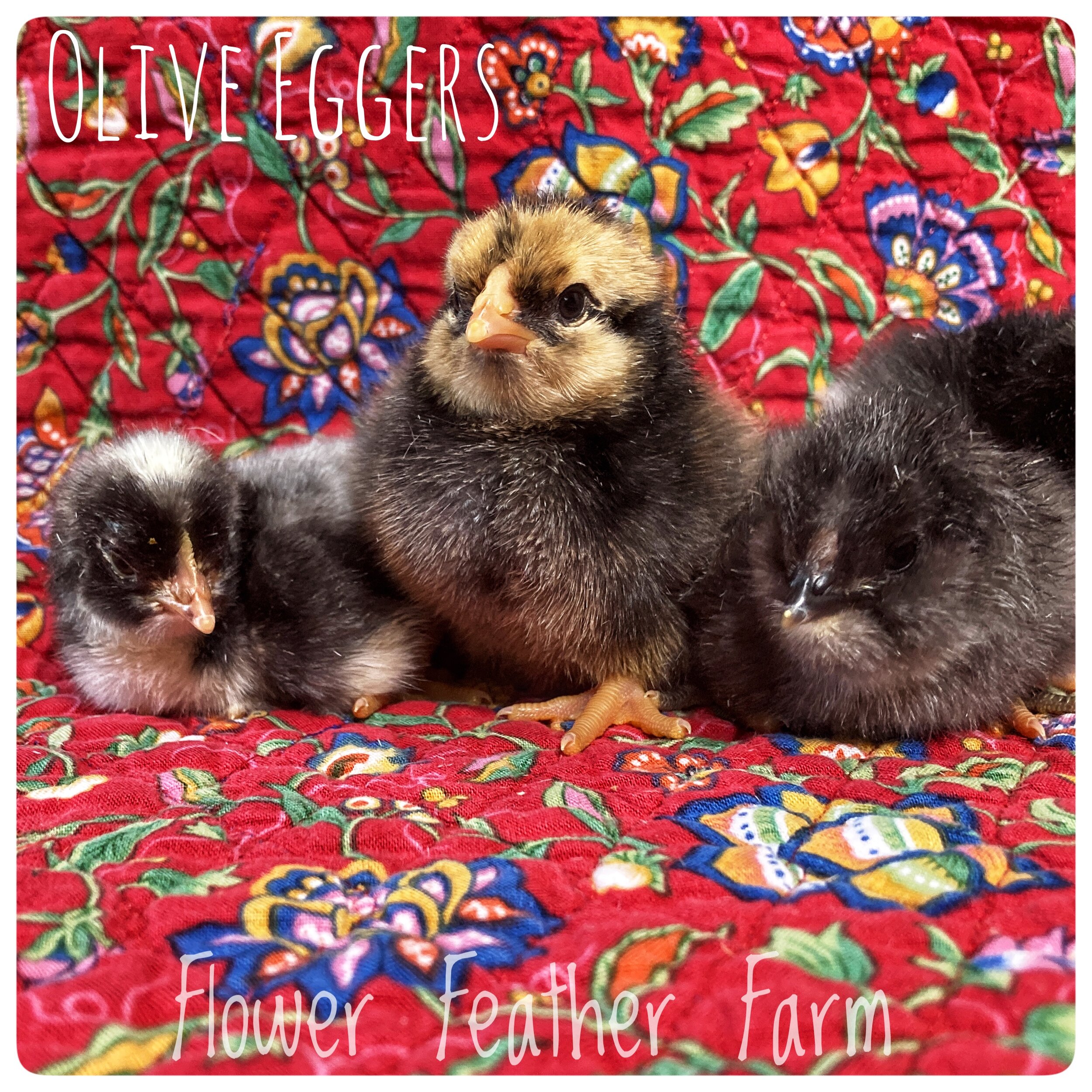 Olive Egger Chicks at Flower Feather Farm, Specialty Chicks and Dahlias