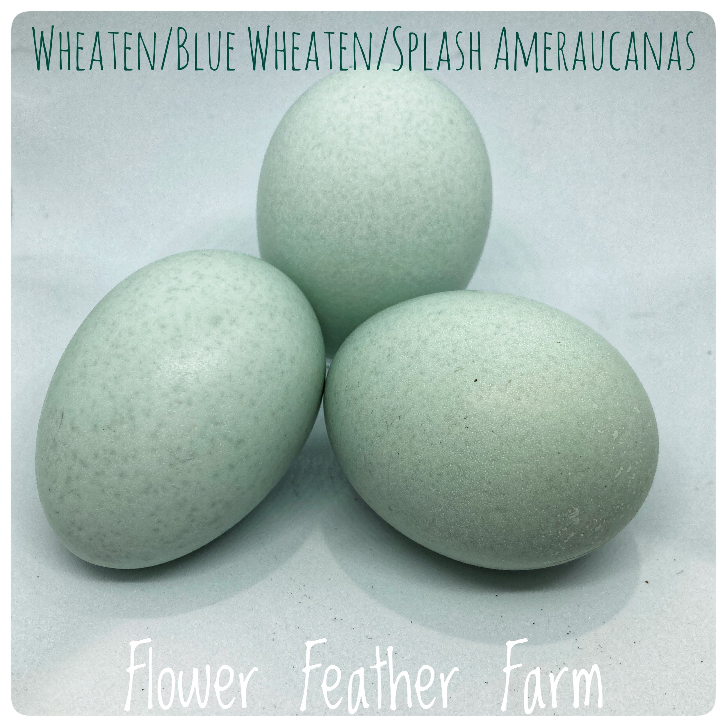 Blue Hatching Eggs, Wheaten/Blue Wheaten/Splash Ameraucanas  at Flower Feather Farm, chicks &amp; dahlias near me, chicks near me, Ameraucana hatching eggs near me