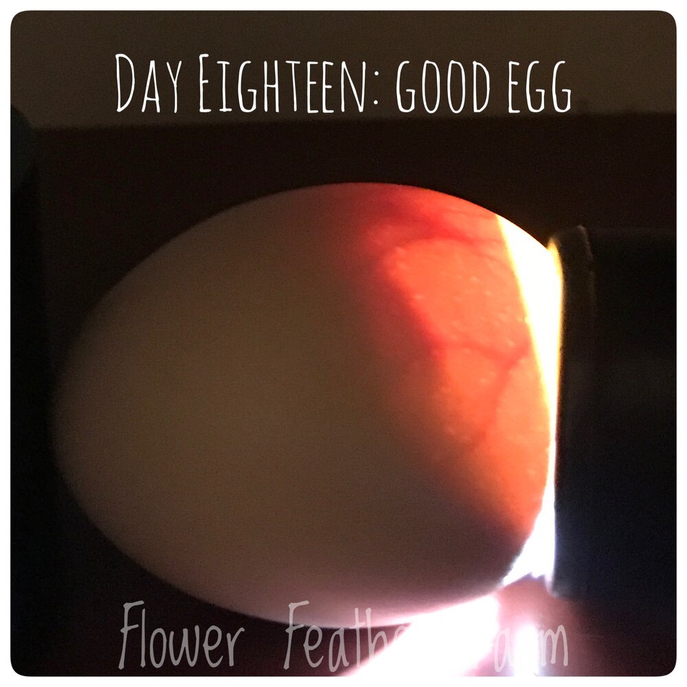 Day 18 Good Egg