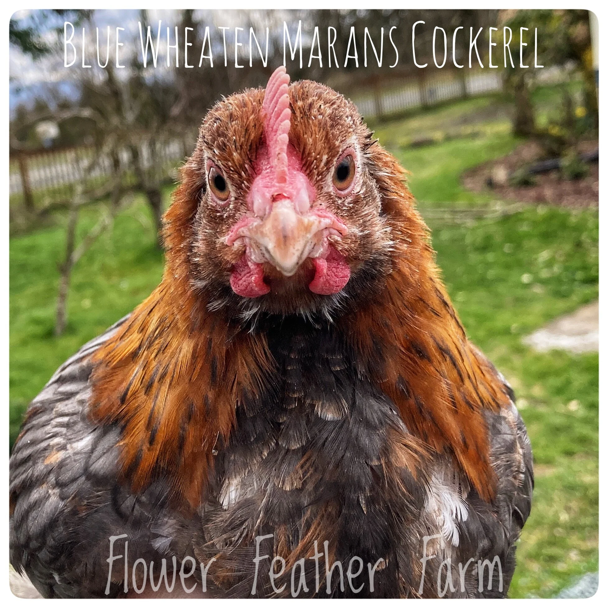 Wheaten/Blue Wheaten Marans at Flower Feather Farms, chicks & dahlias, baby chicks for sale near me, chicken breeders near me, chicken hatchery near me, chickens for sale, wheaten