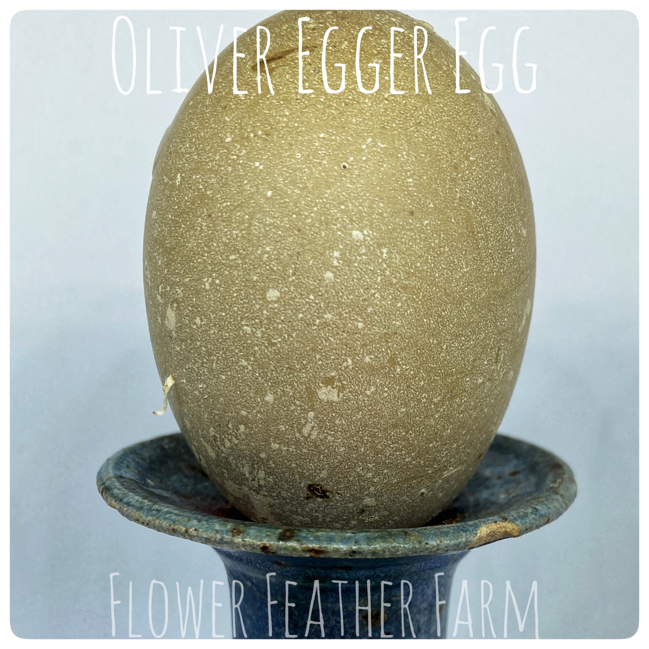 Olive Eggers at Flower Feather Farm, Specialty Chicks and Dahlias