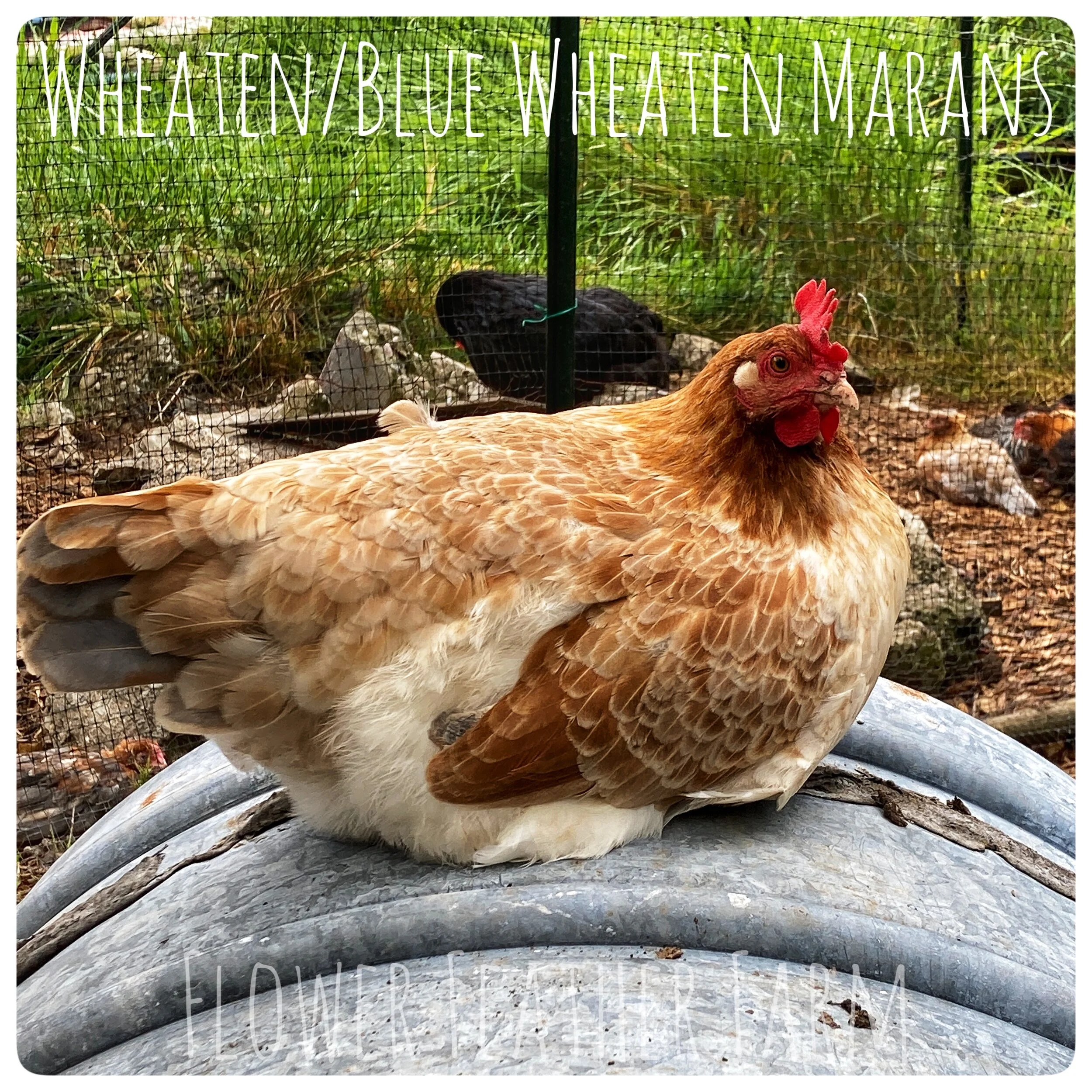 Wheaten/Blue Wheaten Marans at Flower Feather Farms, chicks & dahlias, baby chicks for sale near me, chicken breeders near me, chicken hatchery near me, chickens for sale, wheaten