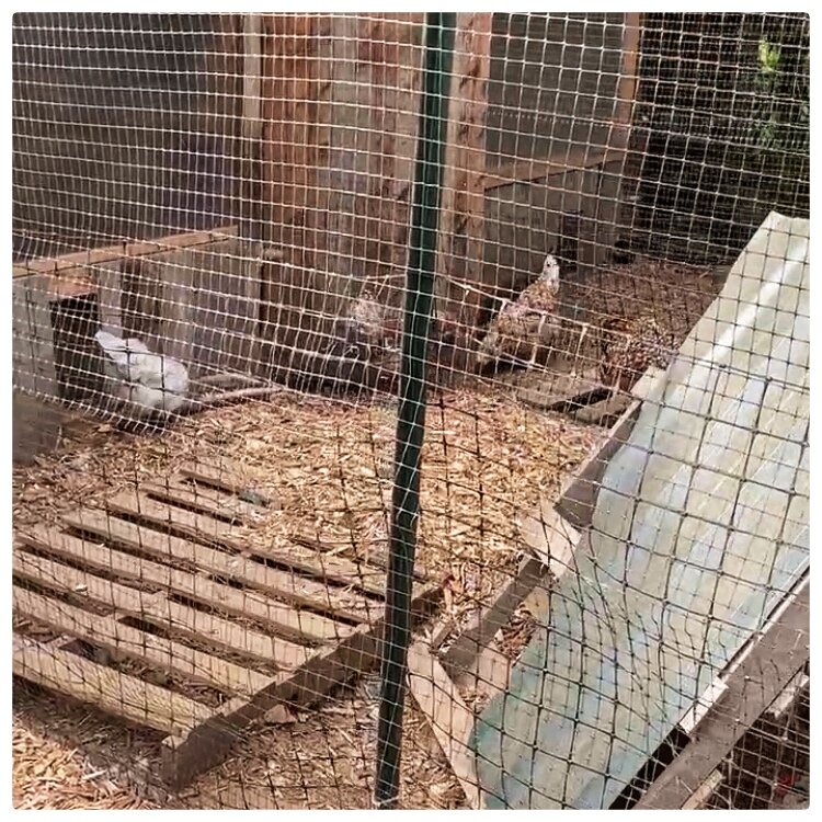 Mulch in the chicken runs