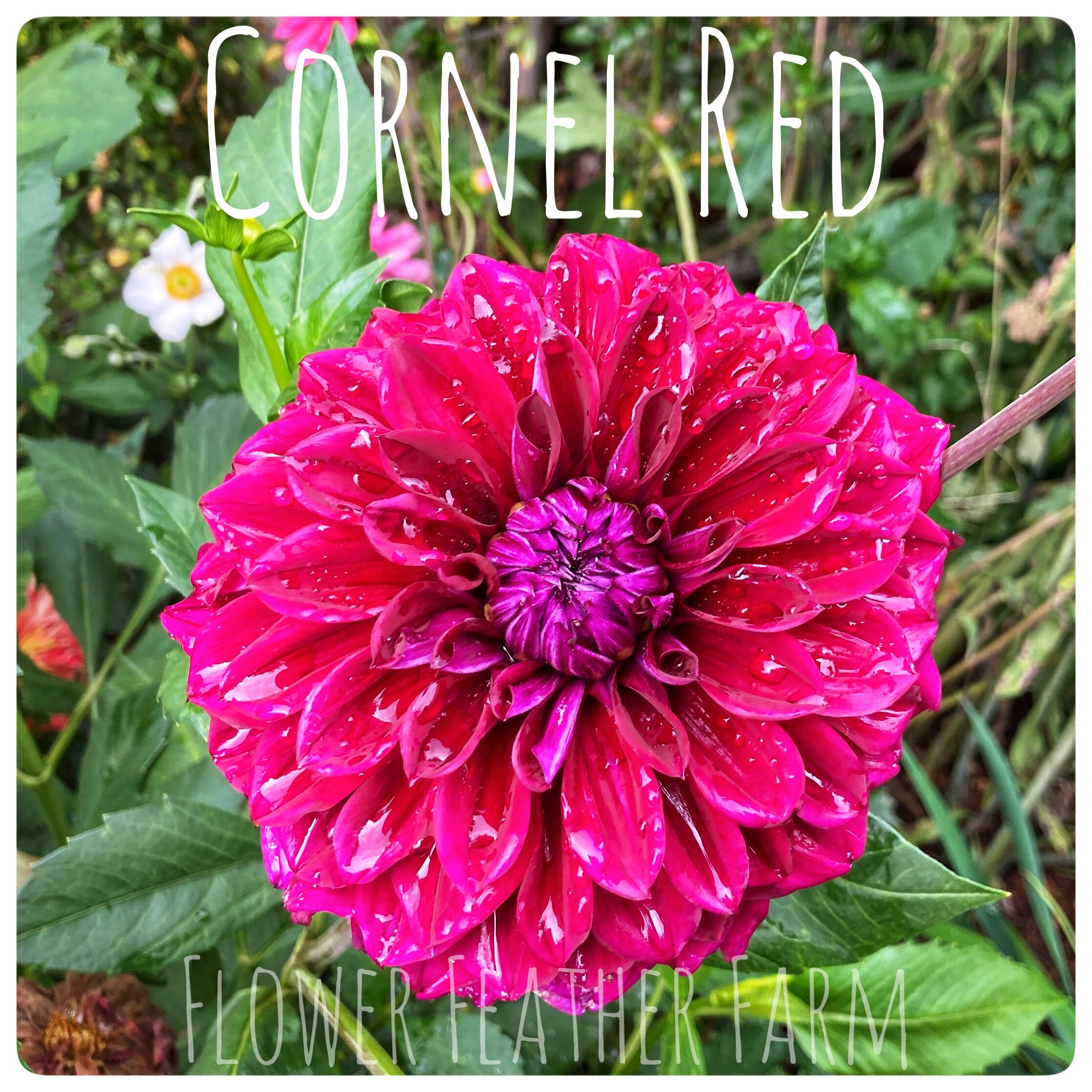 Cornel Dahlia Tuber at Flower Feather Farm, chicks & dahlias