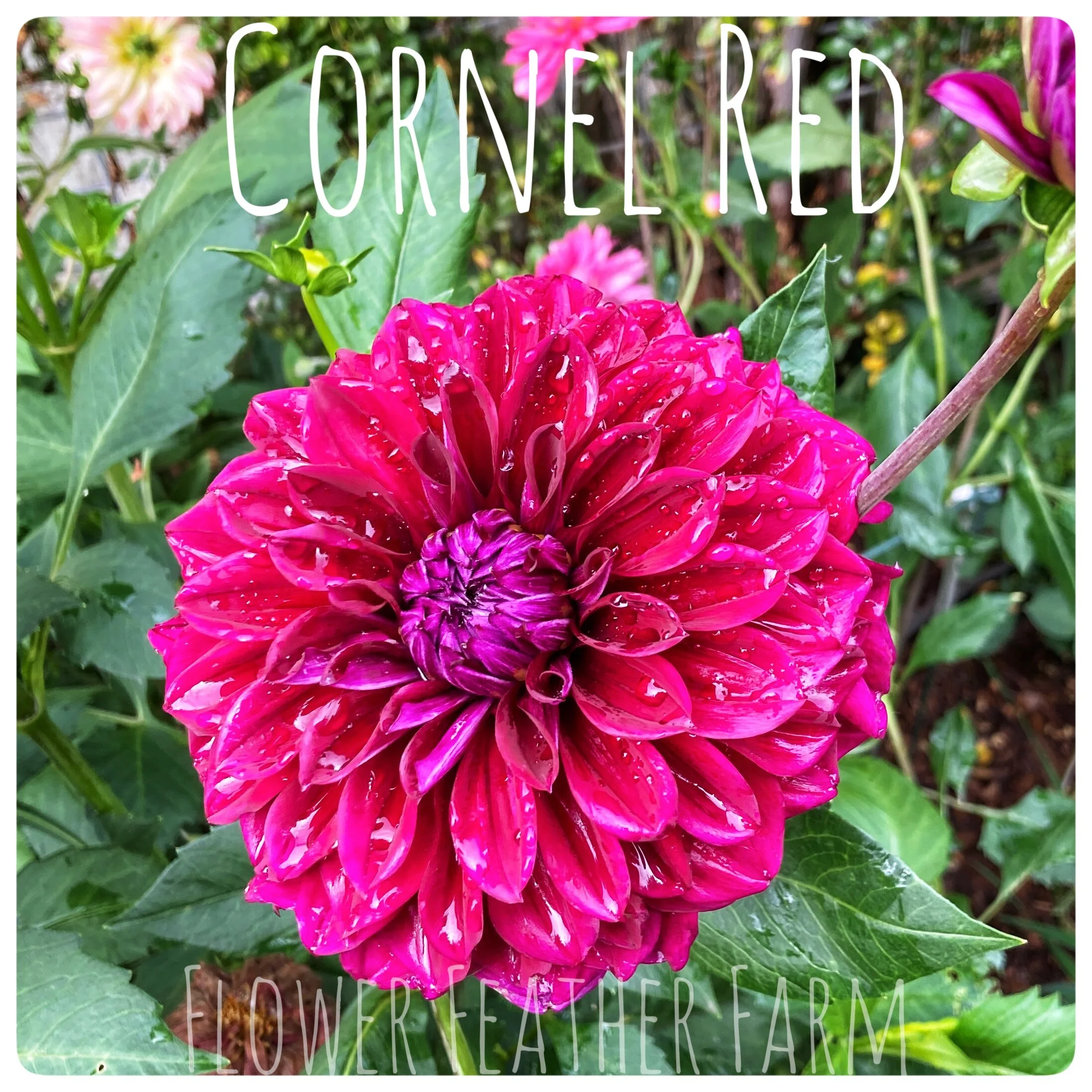 Cornel Dahlia Tuber at Flower Feather Farm, chicks & dahlias