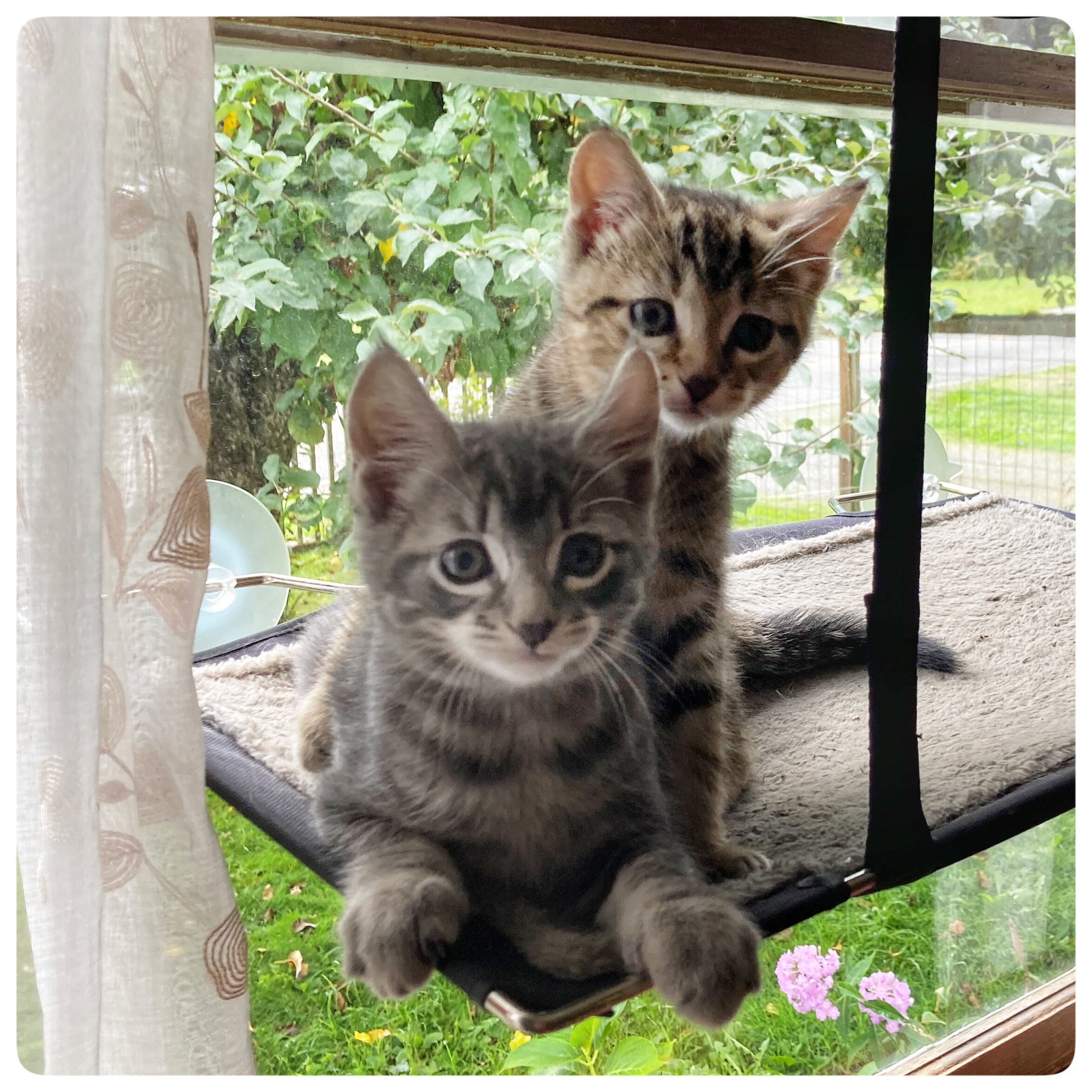 kittens in the window.jpg
