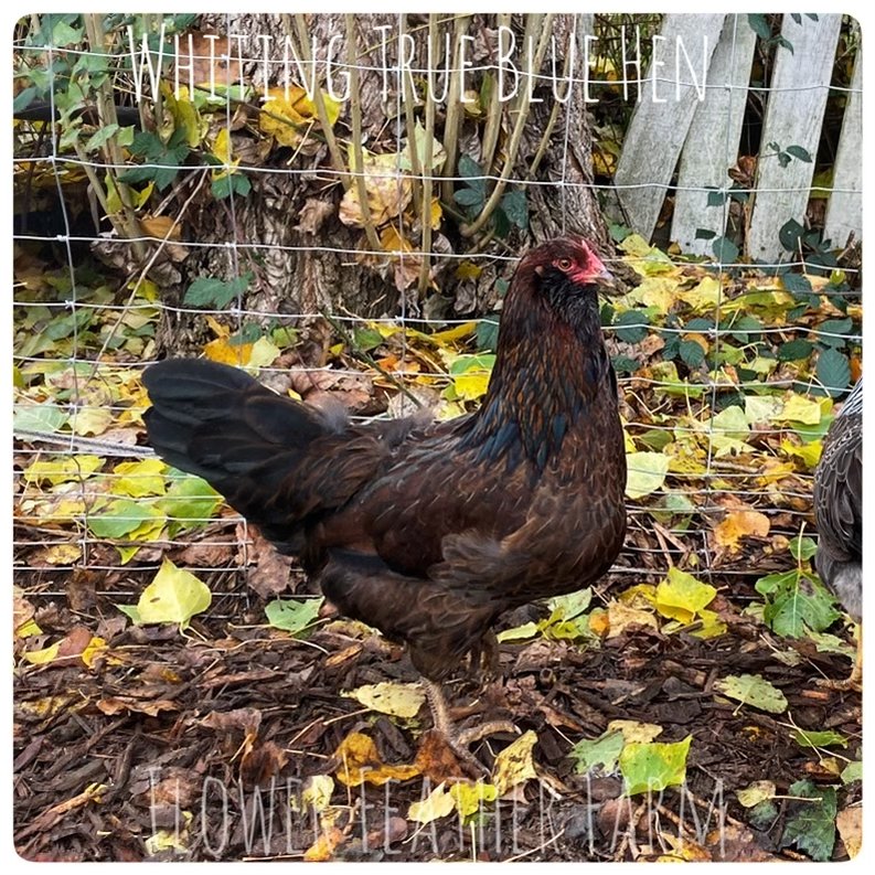 Olive Eggers at Flower Feather Farm, Specialty Chicks and Dahlias