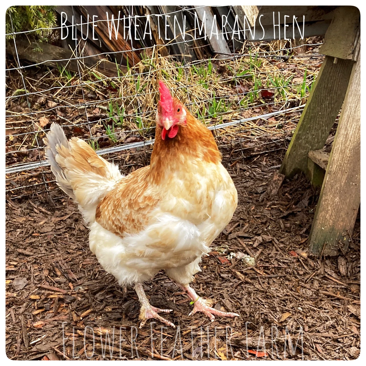 Wheaten/Blue Wheaten Marans Chicks at Flower Feather Farm, Specialty Chicks  and Dahlias — Flower Feather Farm: Specialty Chicks & Dahlias