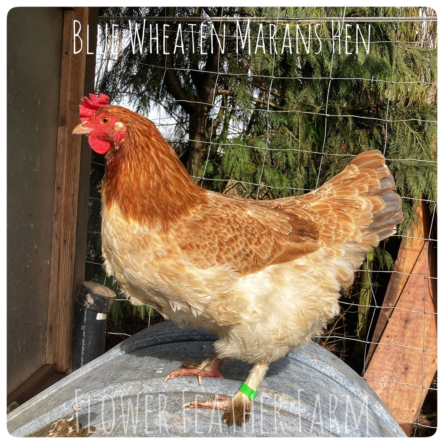Wheaten/Blue Wheaten Marans Chicks at Flower Feather Farm, Specialty Chicks  and Dahlias — Flower Feather Farm: Specialty Chicks & Dahlias