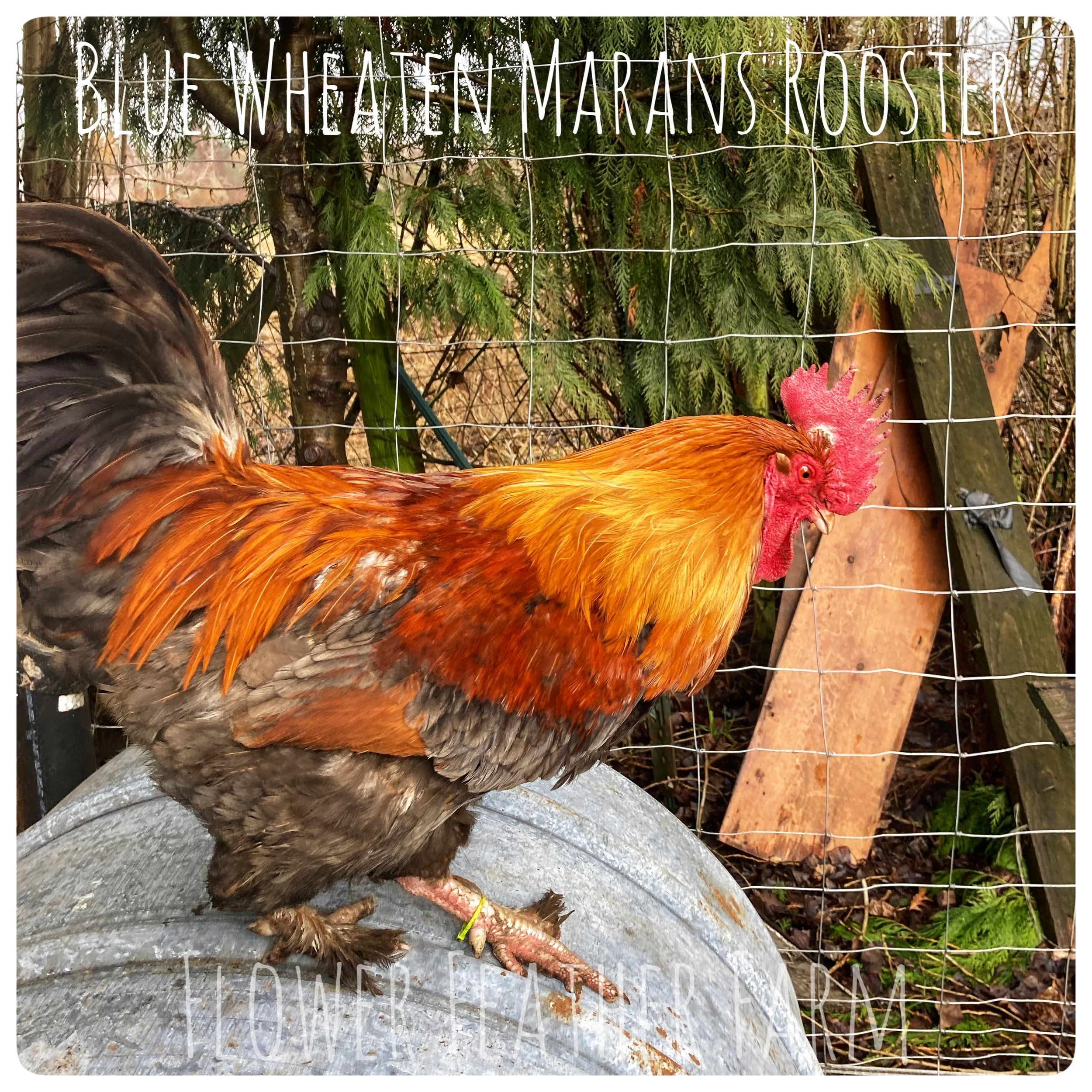 Wheaten/Blue Wheaten Marans at Flower Feather Farm, chicks & dahlias , wheaten, blue wheaten marans, wheaten marans, maran chickens for sale, hens, pullets, chickens for sale, baby chicks