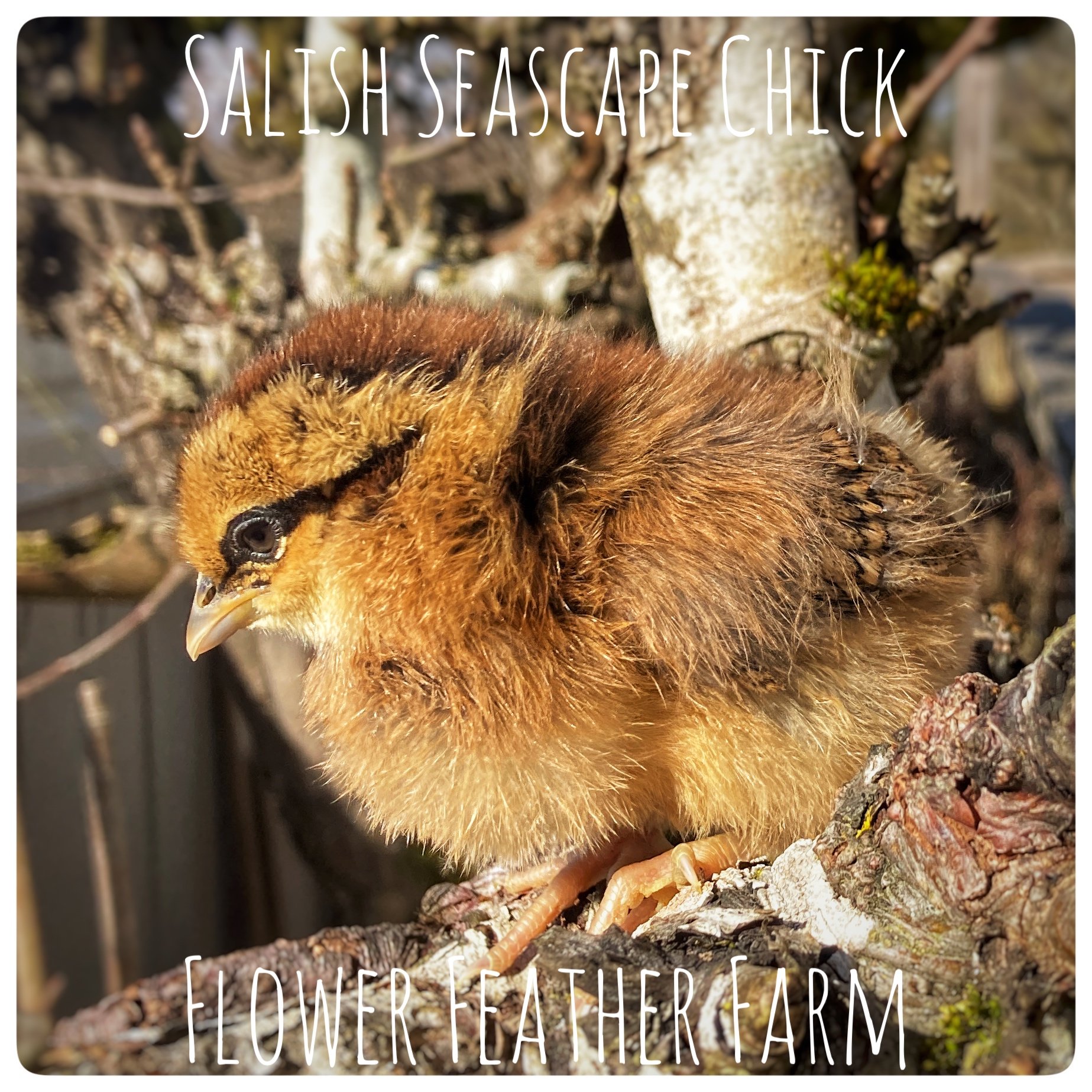 Olive Egger Chick at Flower Feather Farm, Specialty Chicks and Dahlia Tubers 