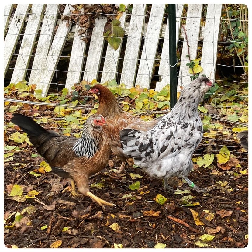 Olive Egger Hens at Flower Feather Farm, Specialty Chicks and Dahlia Tubers 