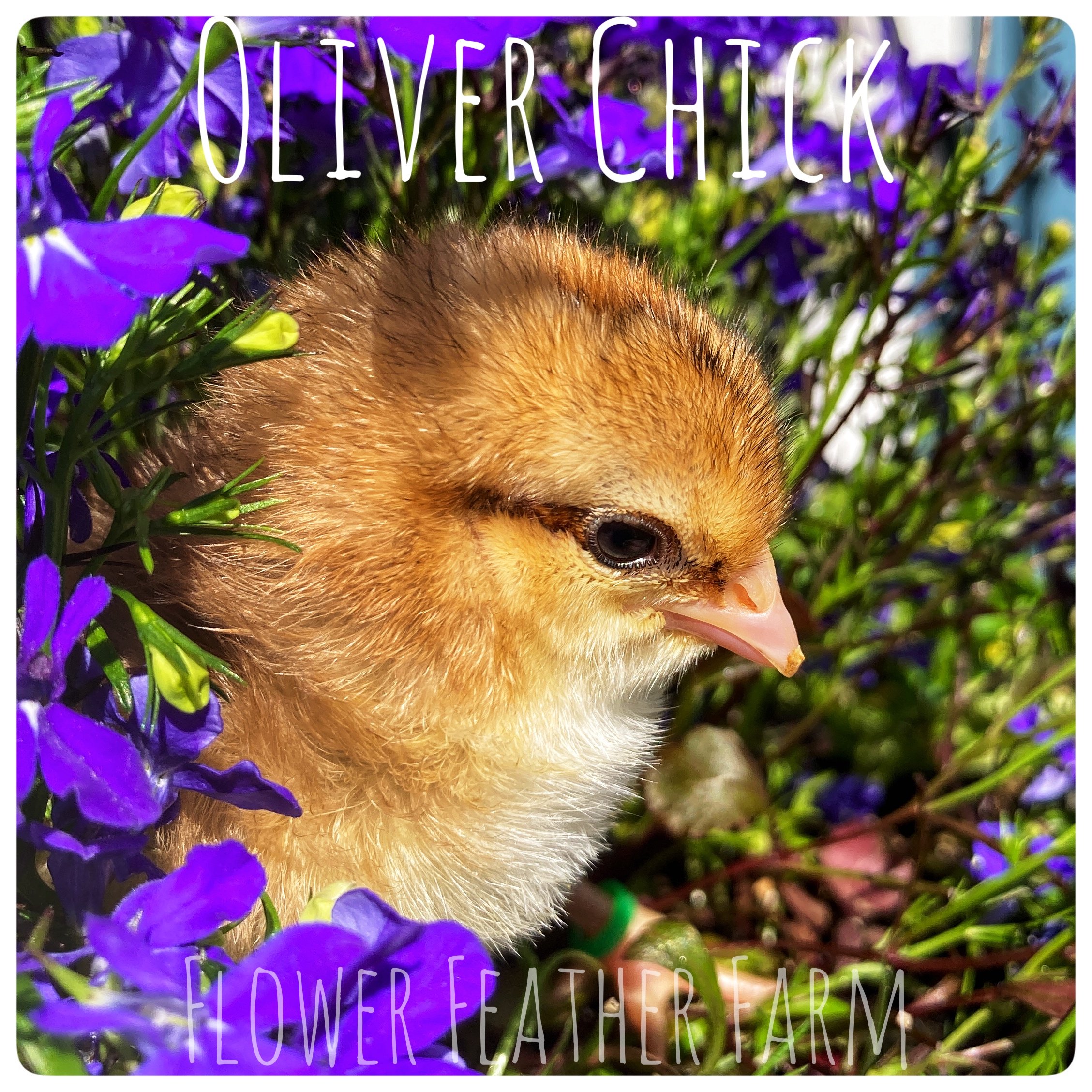 Olive Egger Chick at Flower Feather Farm, Specialty Chicks and Dahlia Tubers 