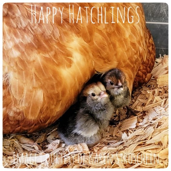 baby chicks for a broody mama at Flower Feather Farm, Specialty Chicks and Dahlia Tubers 