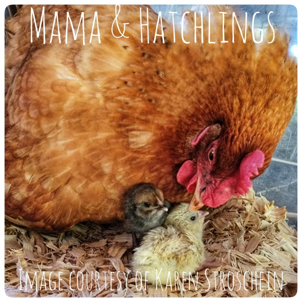baby chicks for a broody mama at Flower Feather Farm, Specialty Chicks and Dahlia Tubers 