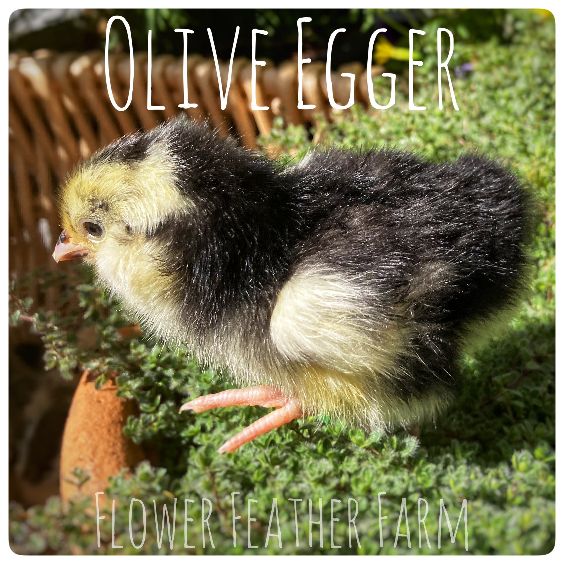 Olive Egger Chick